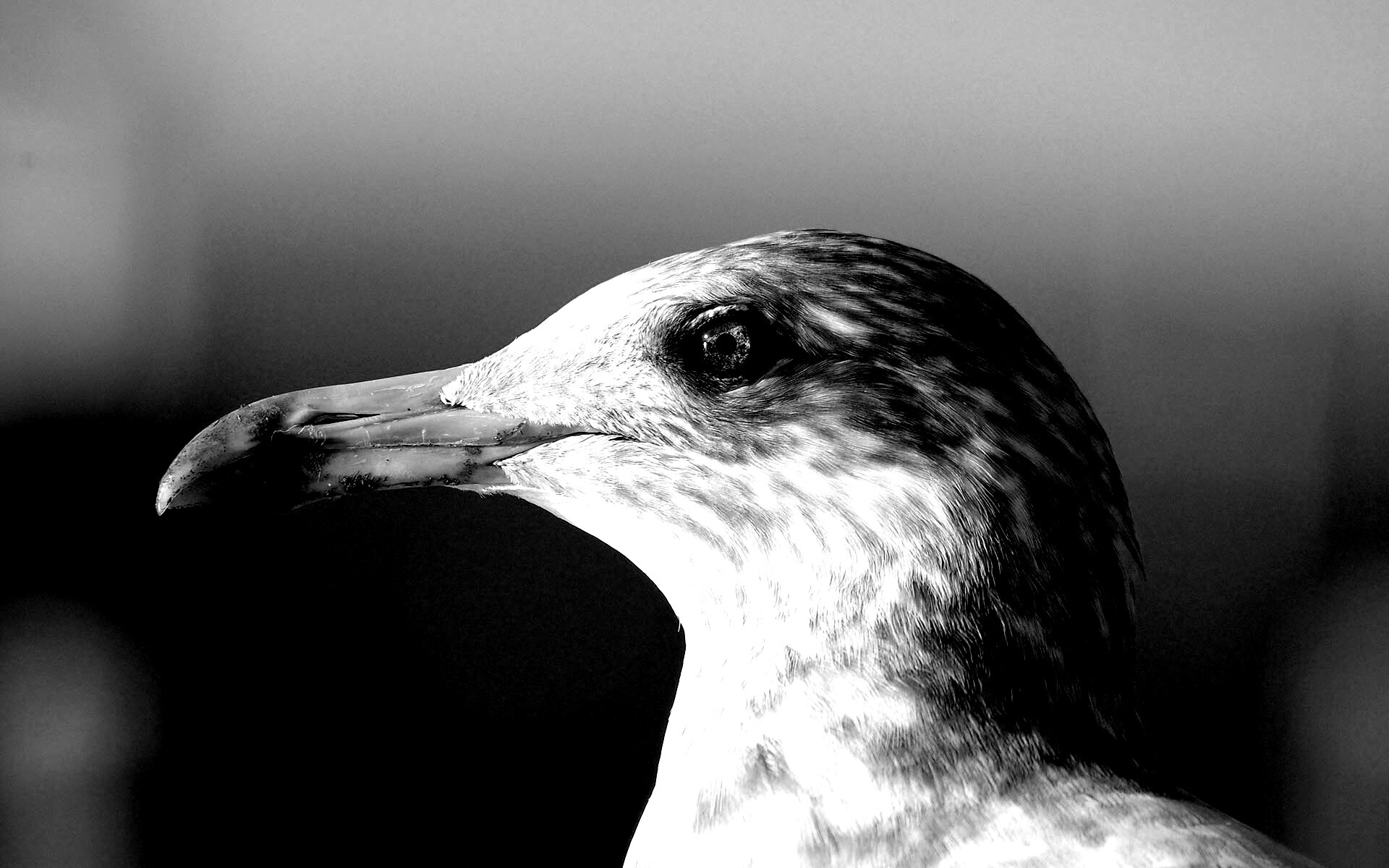 Птичка с длинным клювом обои