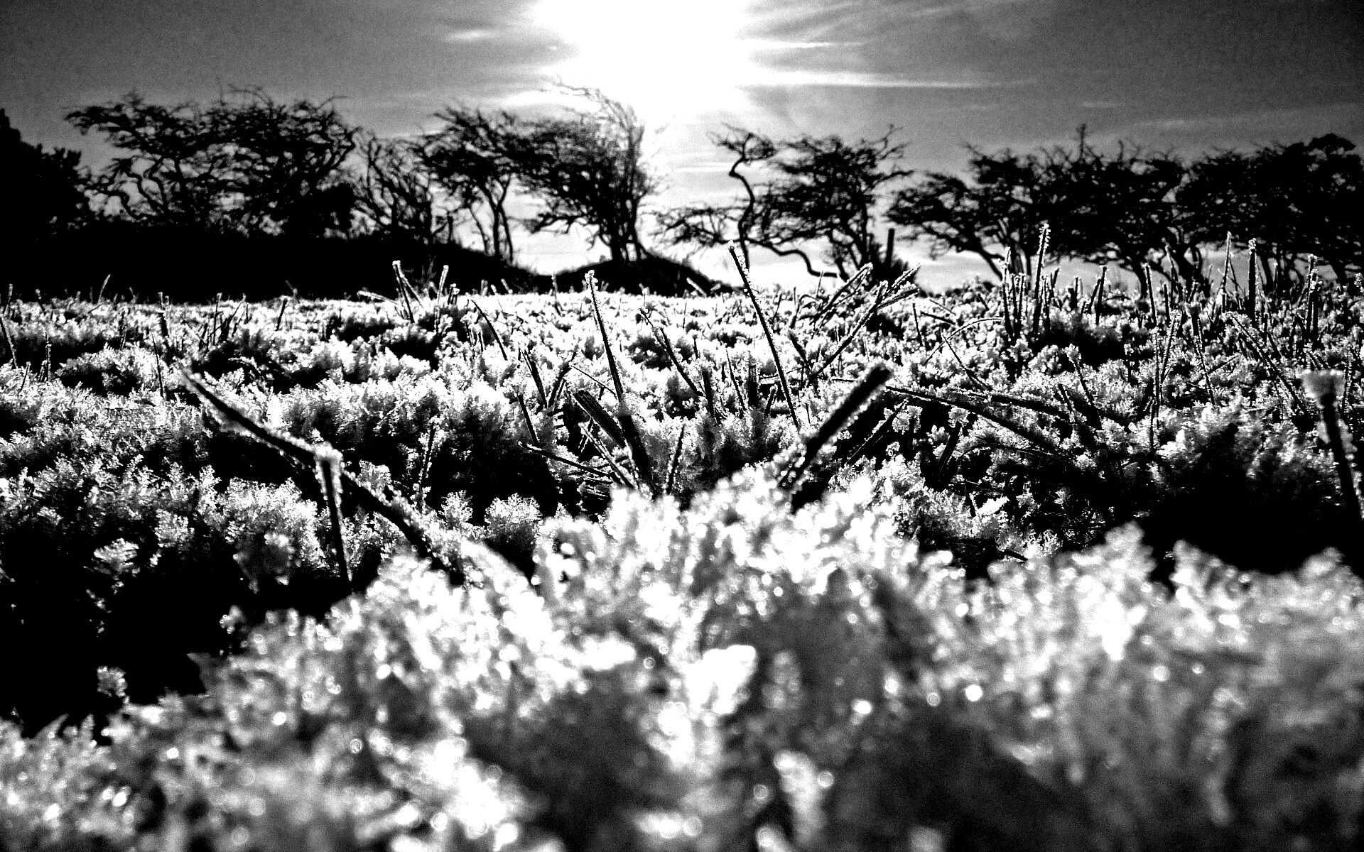 Утренний мороз обои