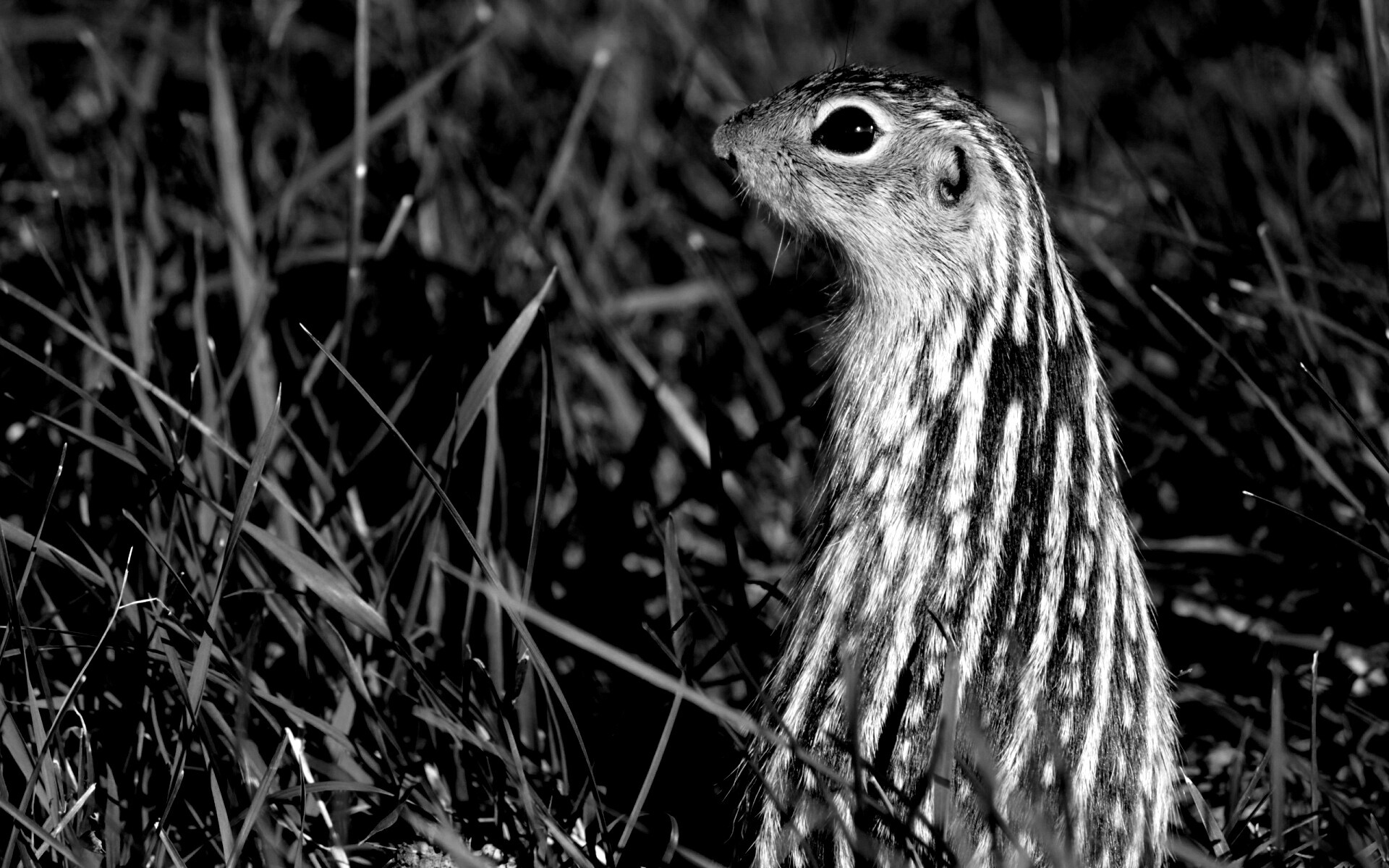 Сурок в стойке обои