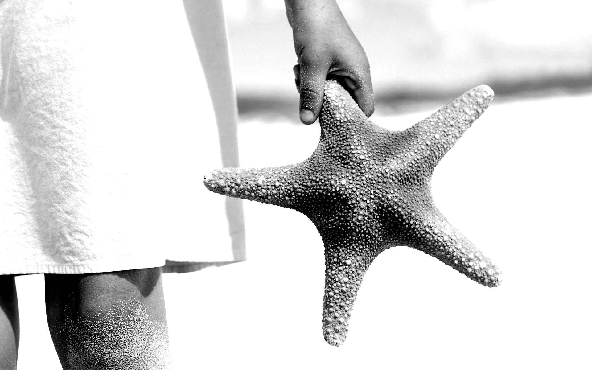 Морская звезда в руке обои