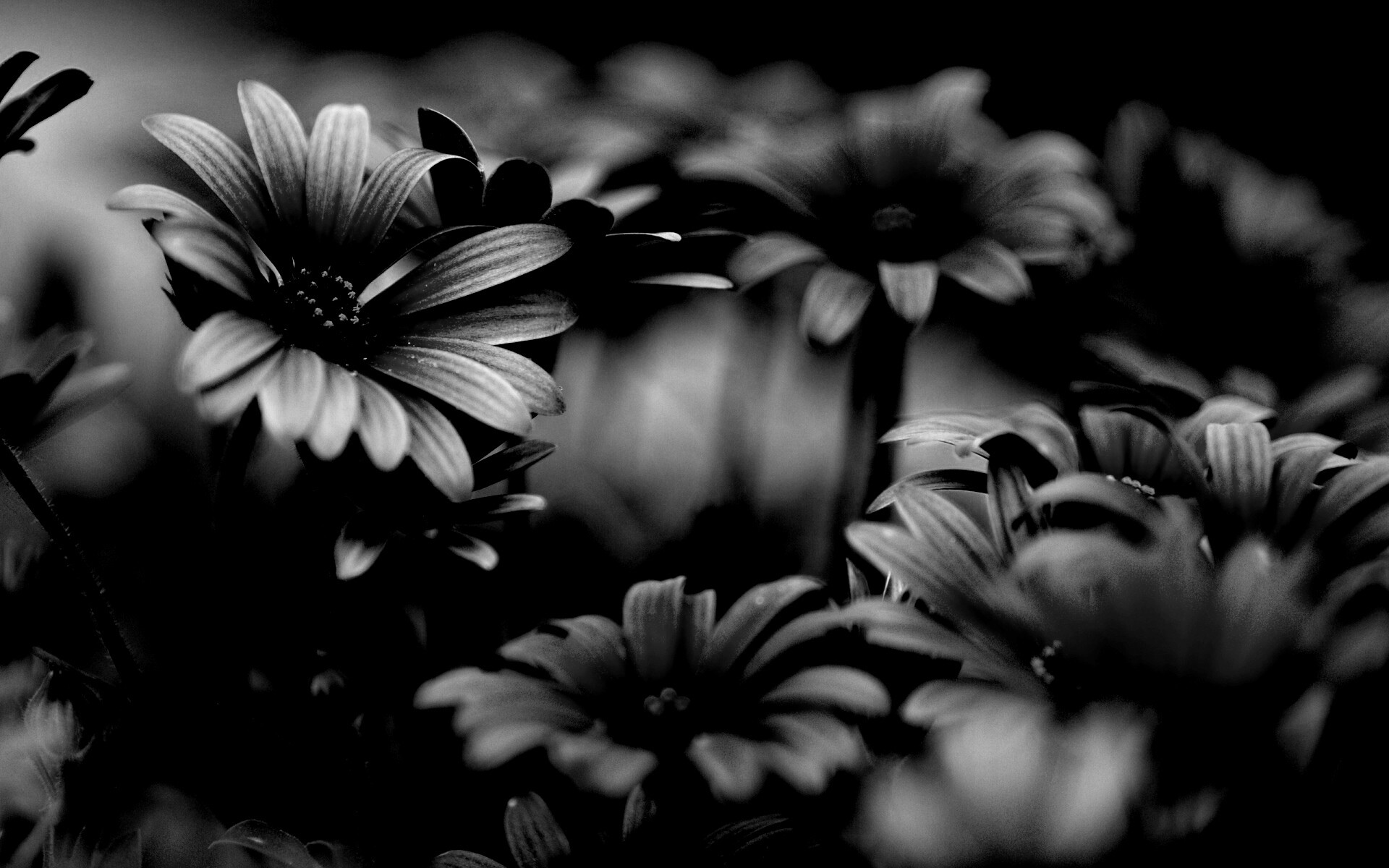 Яркие фиолетовые цветы обои