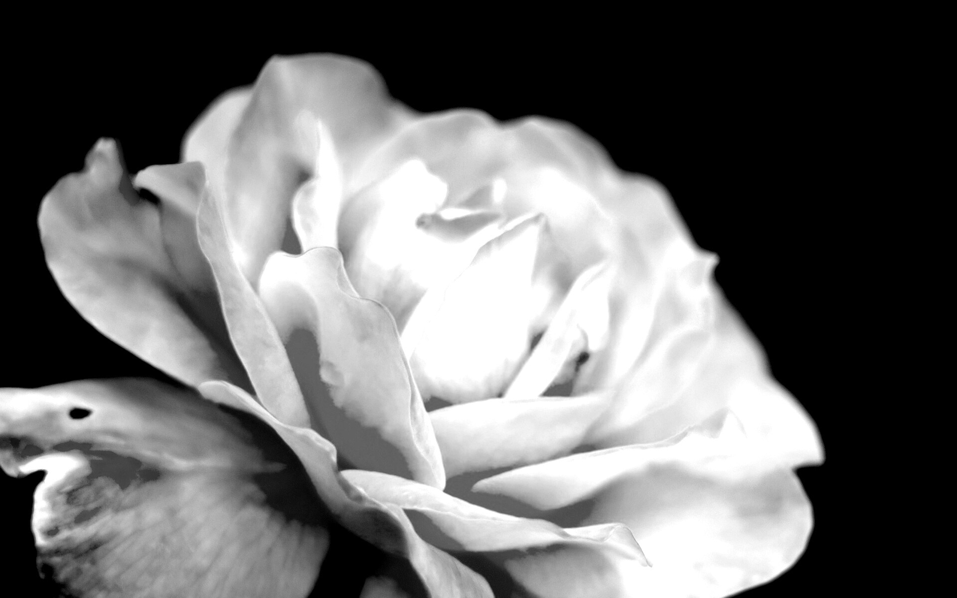 Картинка с нежным розовым цветком обои