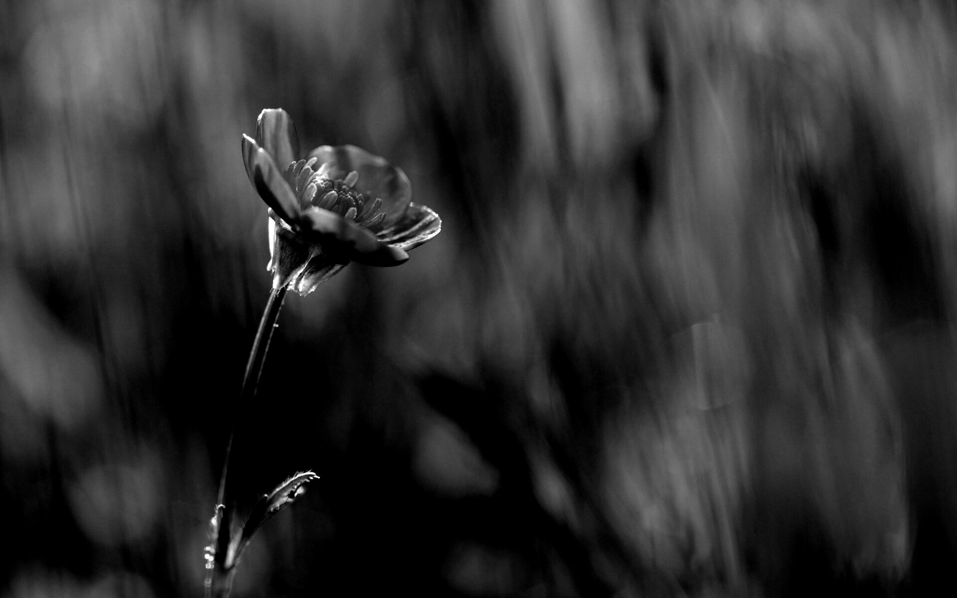 Маленький жёлтый цветочек обои