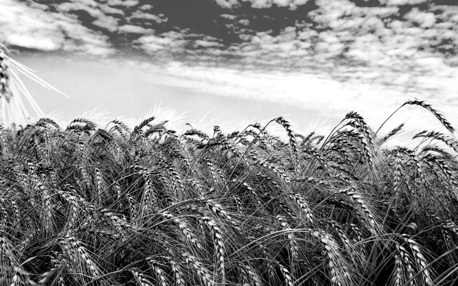 Колосья в поле обои