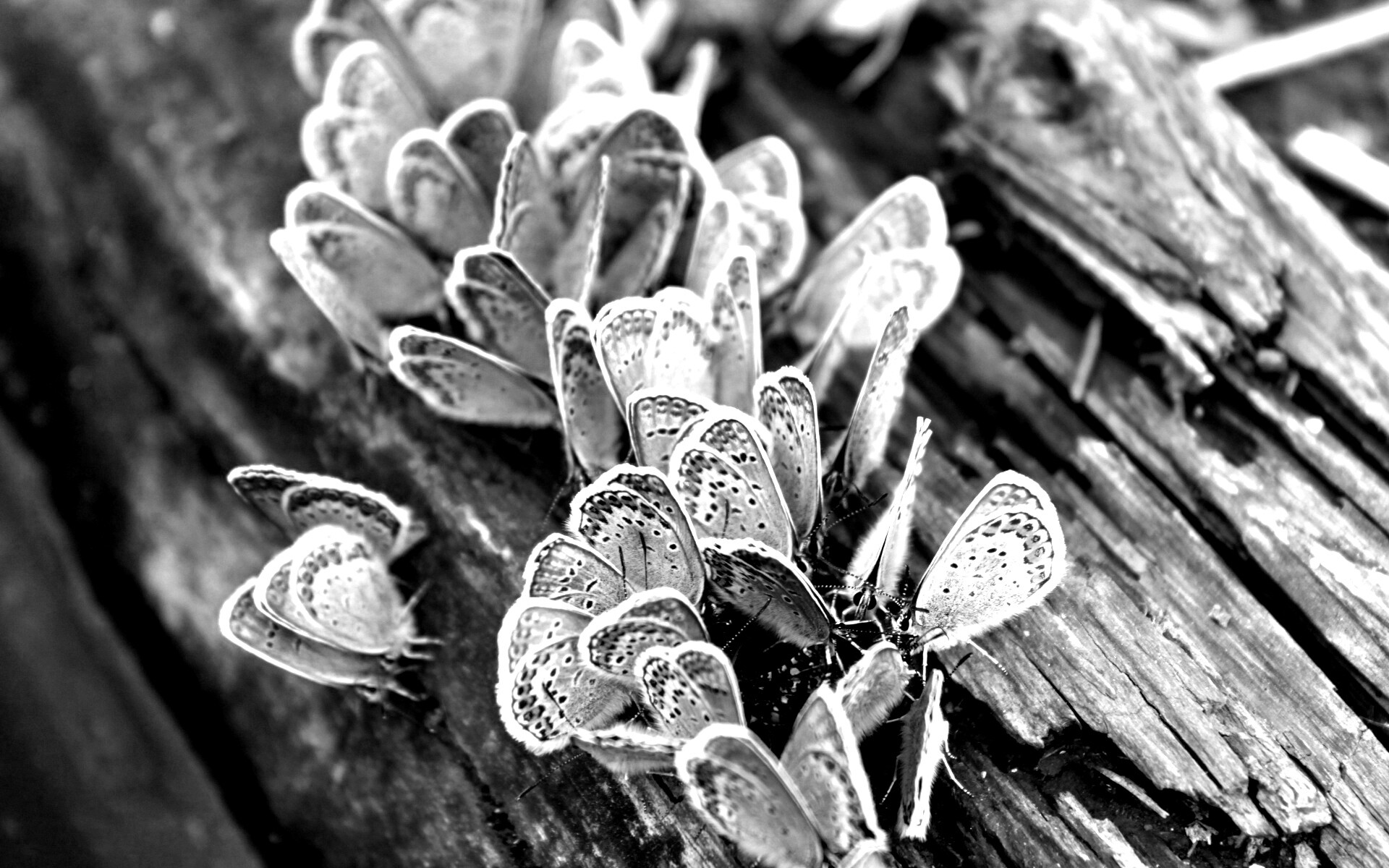 Голубые бабочки обои