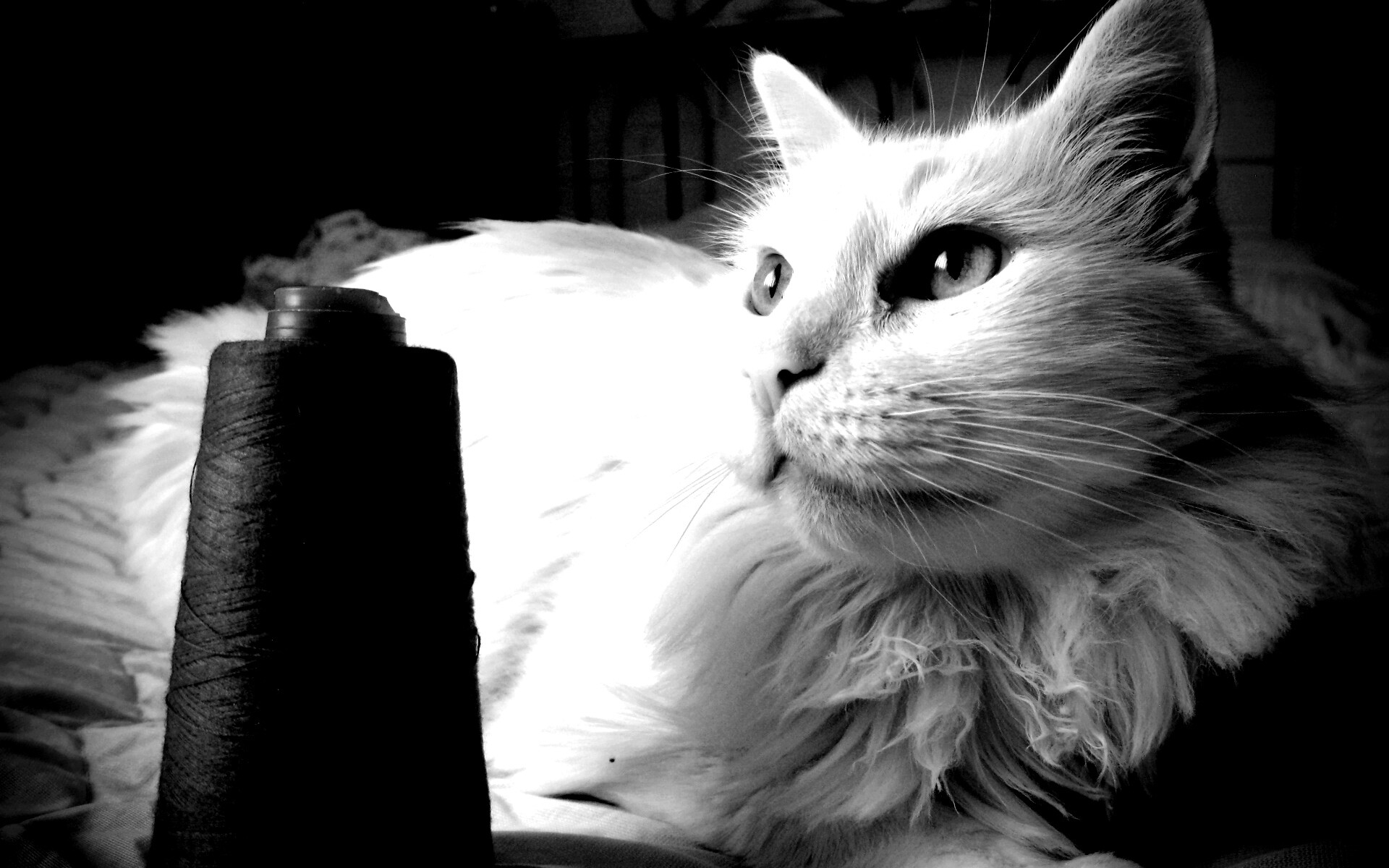 Белый кот с катушкой ниток обои