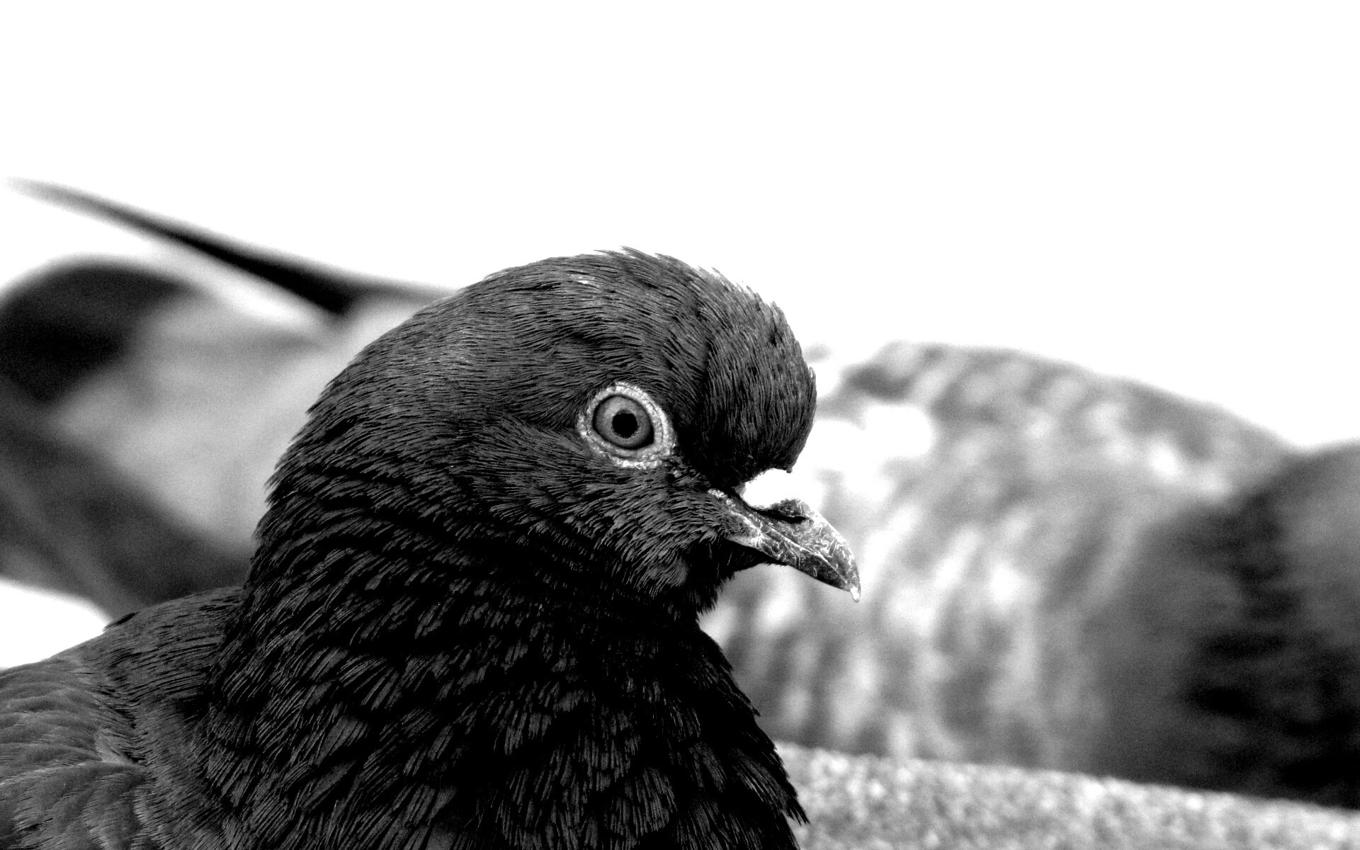 Смотрит в самую душу обои