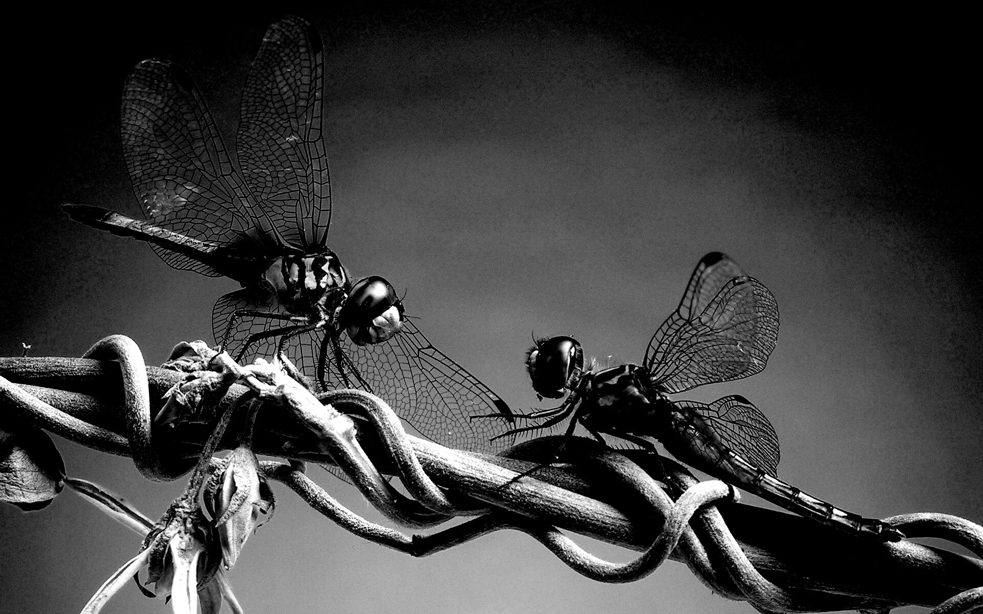 Две стрекозы обои