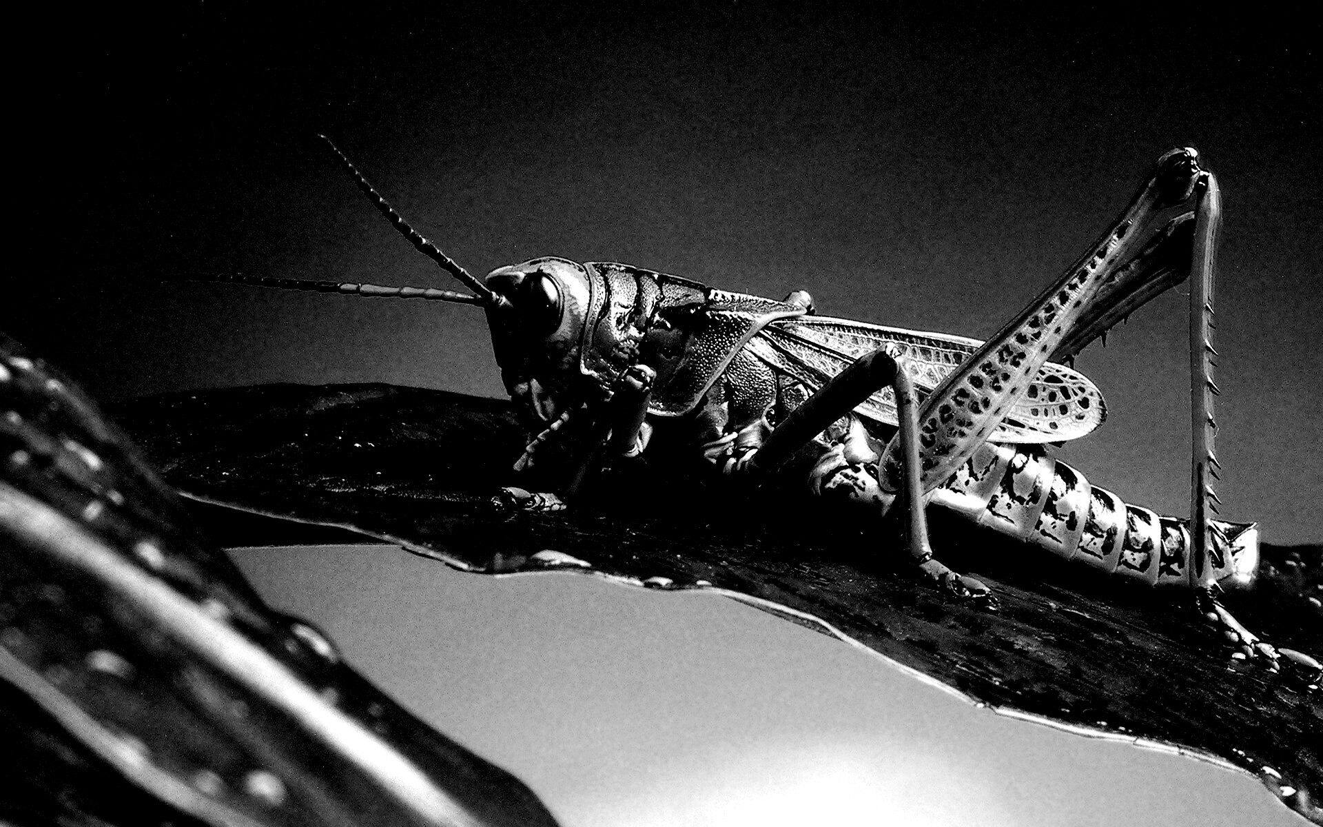 Сверчек на листе обои