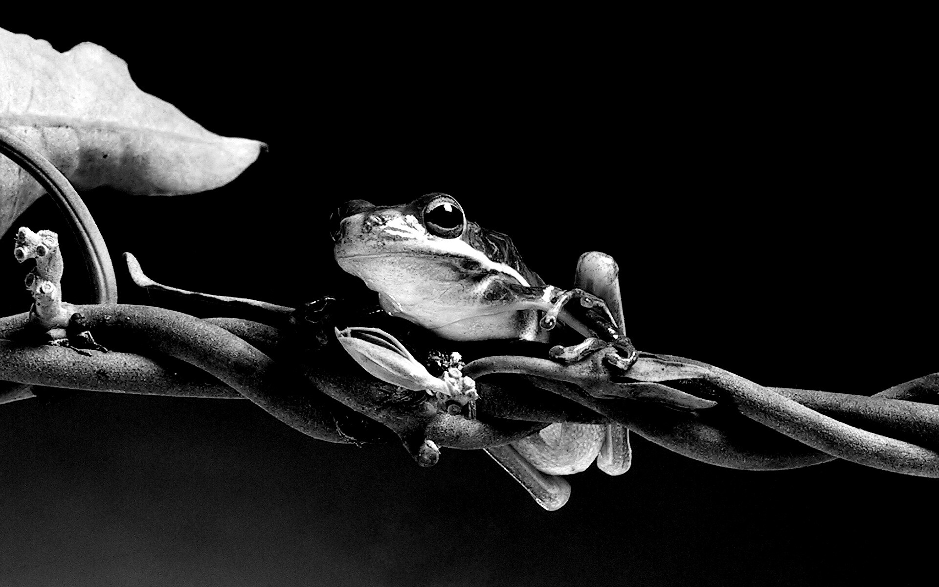 Лупоглазая лягушка на лиане обои