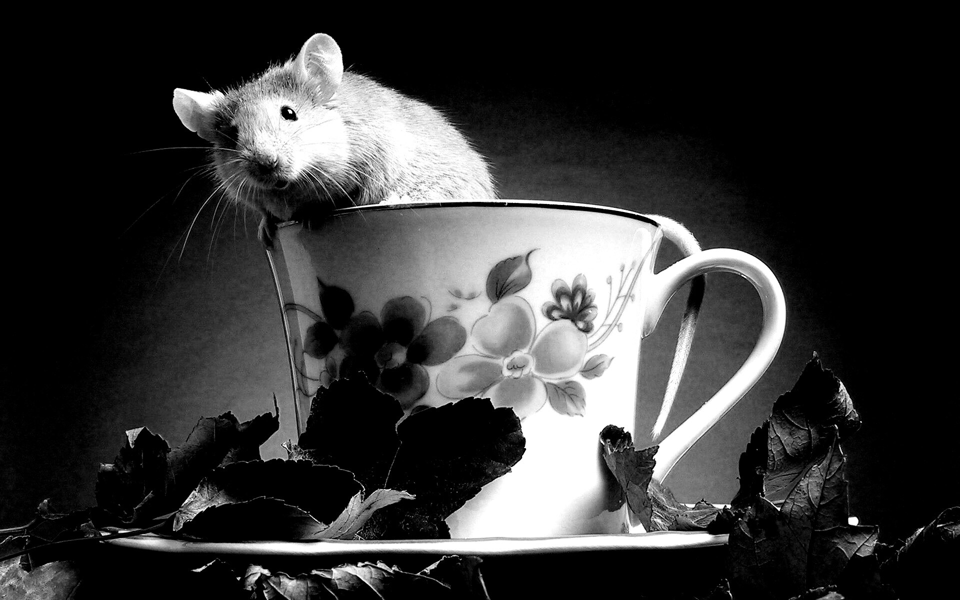 Мышонок выбирается из чашки обои