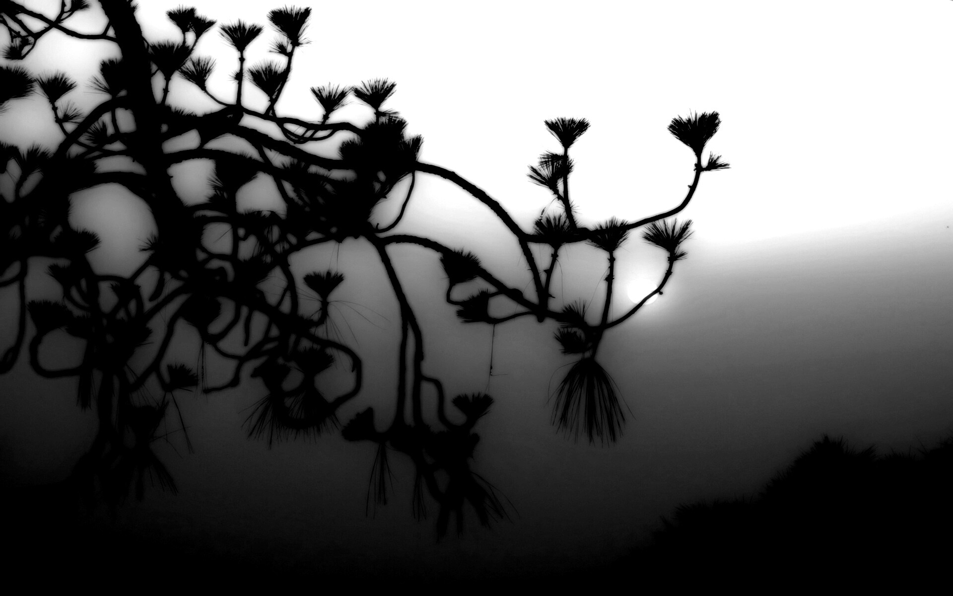 Ленкоранская акация на фоне синего заката обои