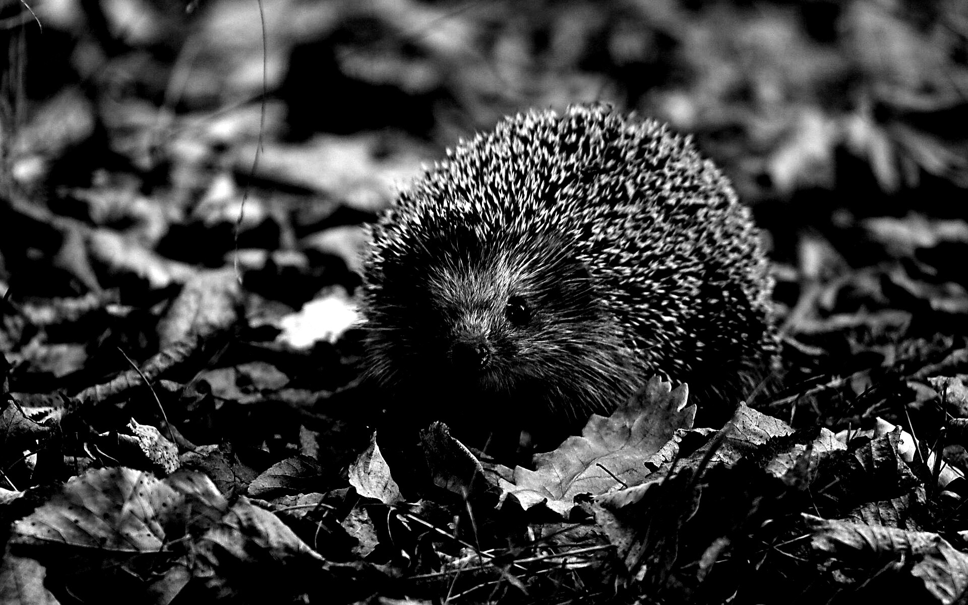 Ежик в осенней листве обои