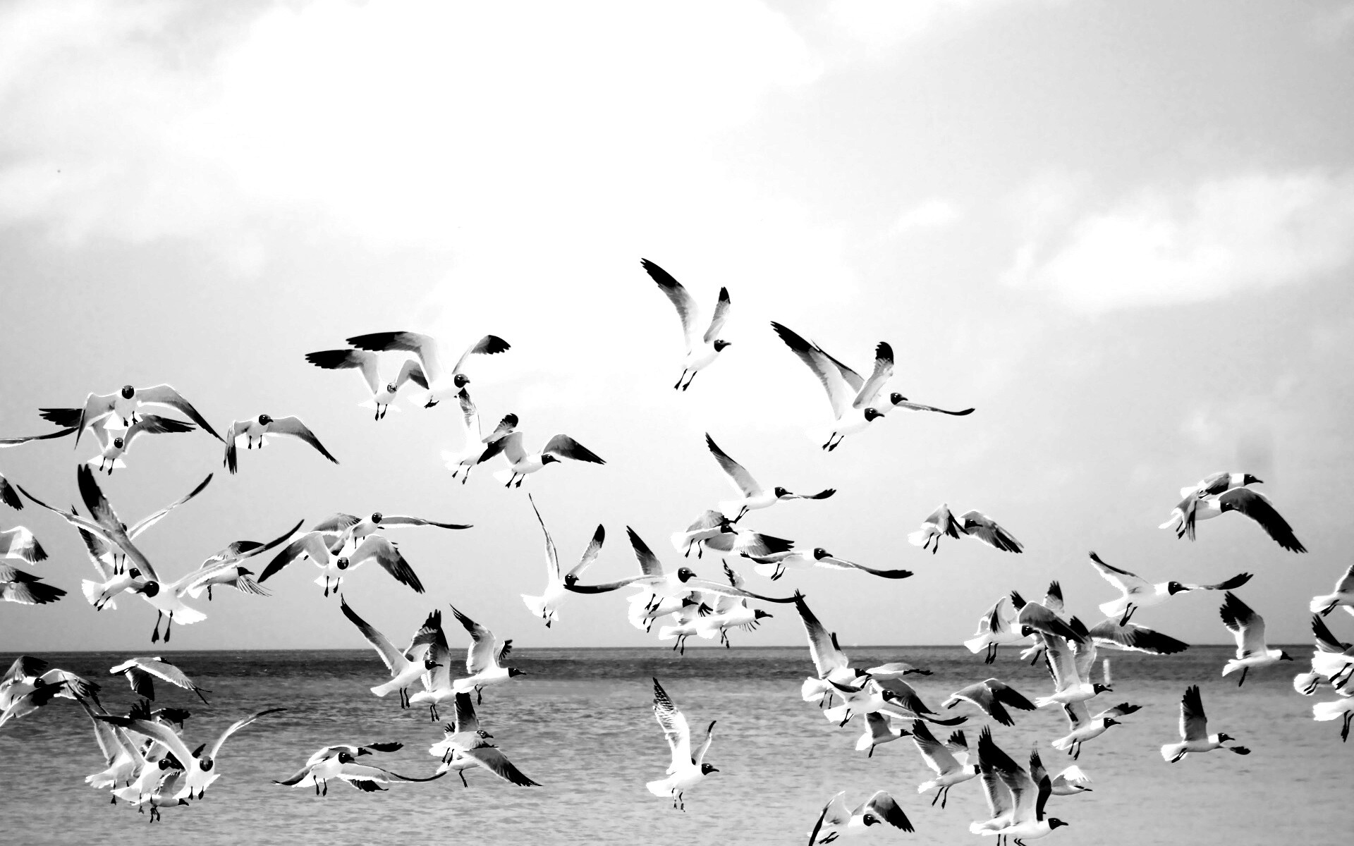 Стая взлетающих чаек обои