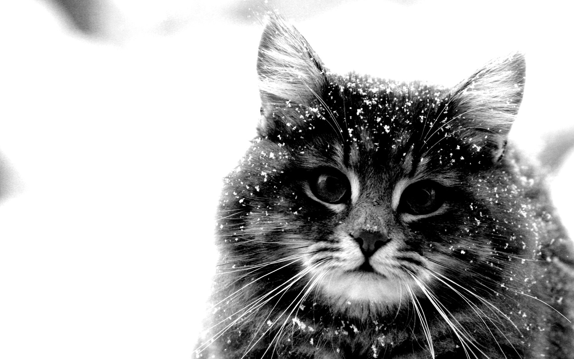 Кот в снегу обои