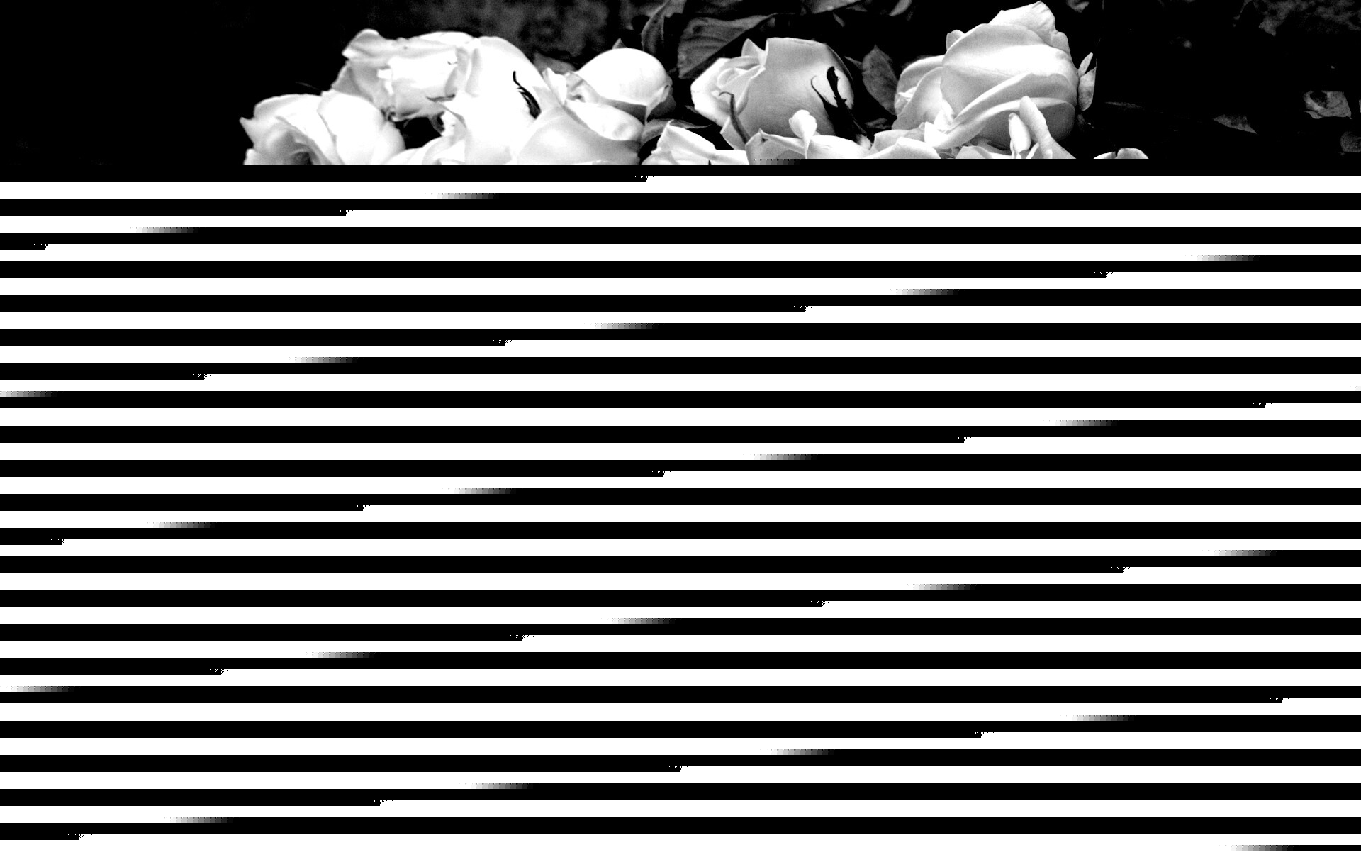 Букеты светлых роз обои