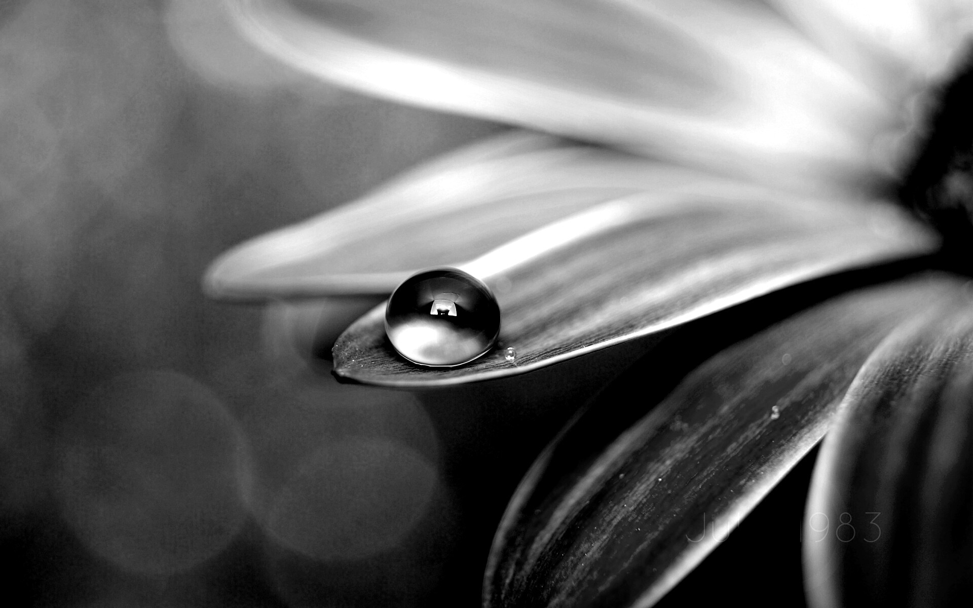 Капля на лепестке обои