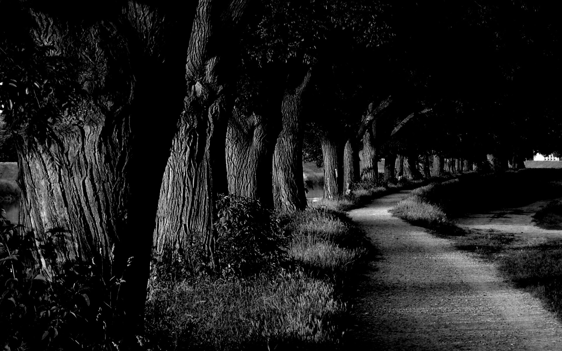 Аллея старых раскидистых деревьев обои