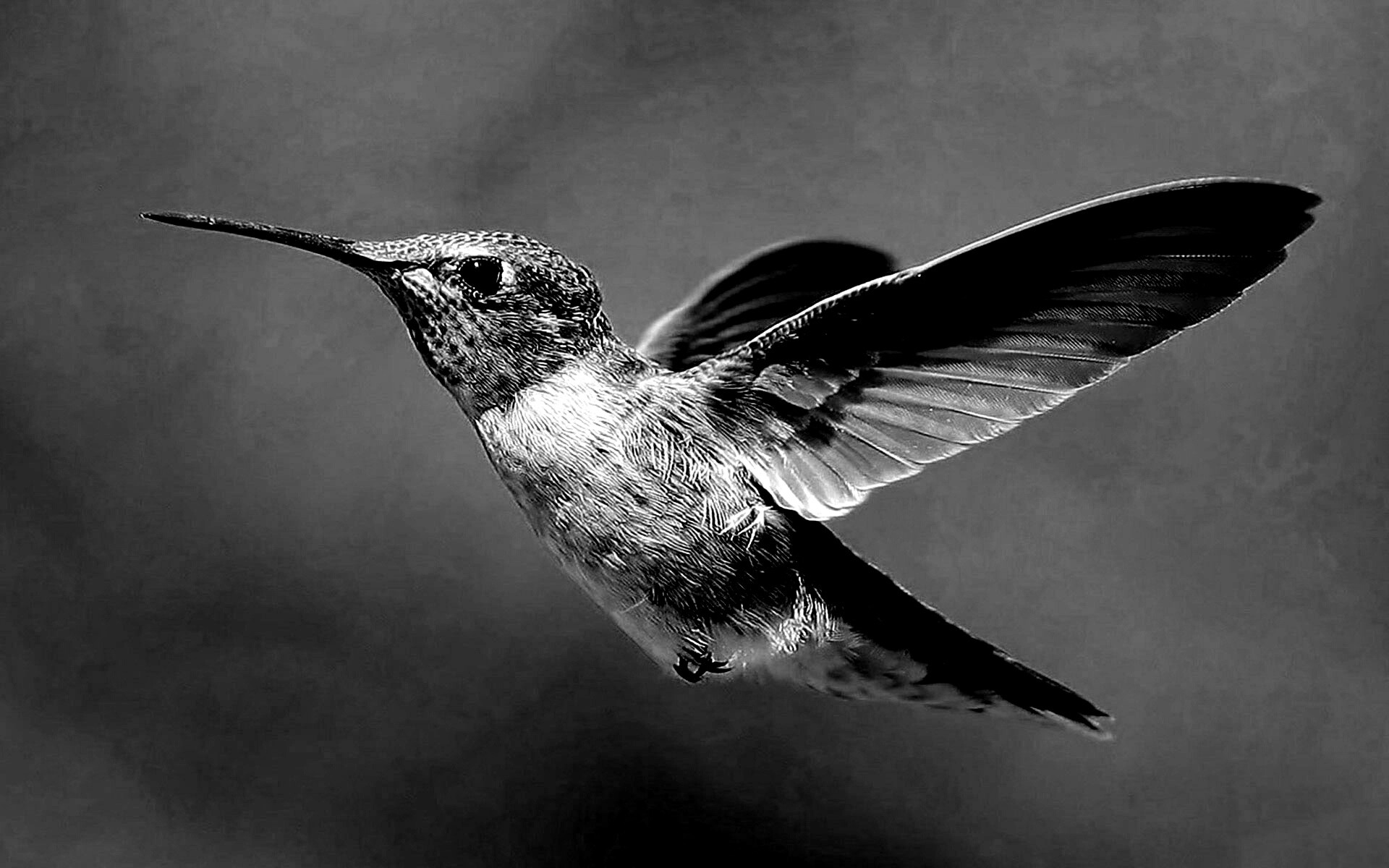 Колибри в полёте обои