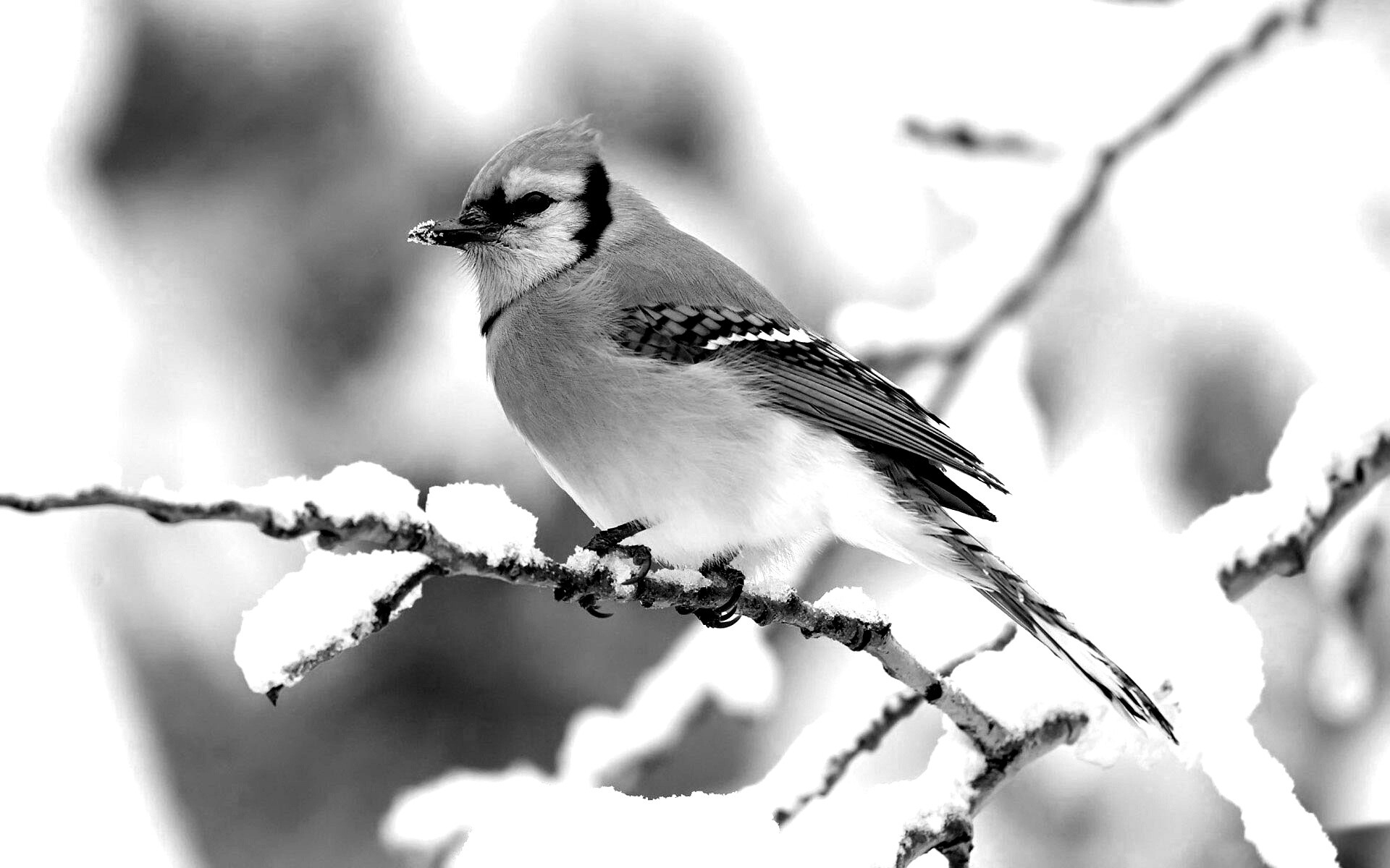 Маленькая синяя птичка обои