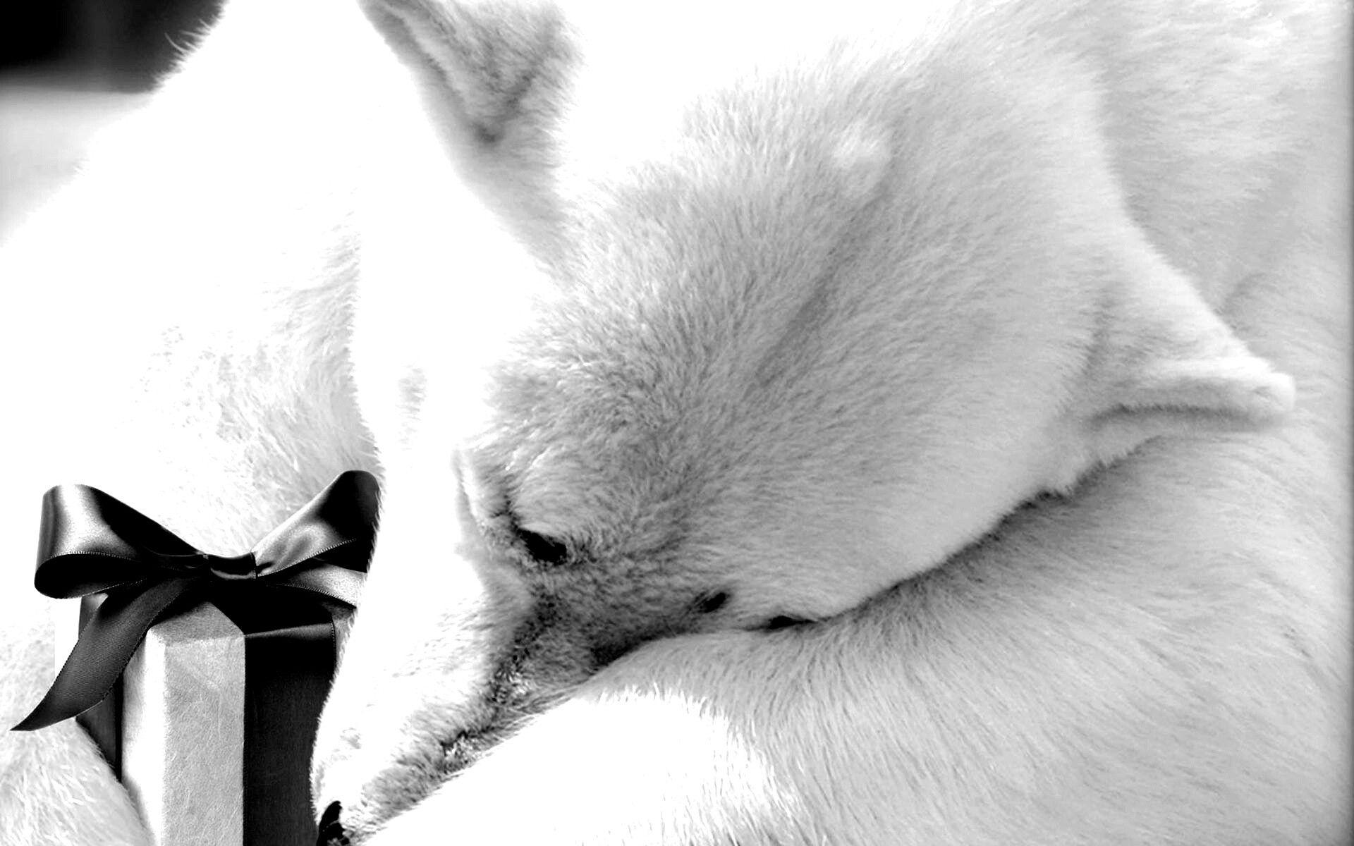 Белый мишка с подарком обои