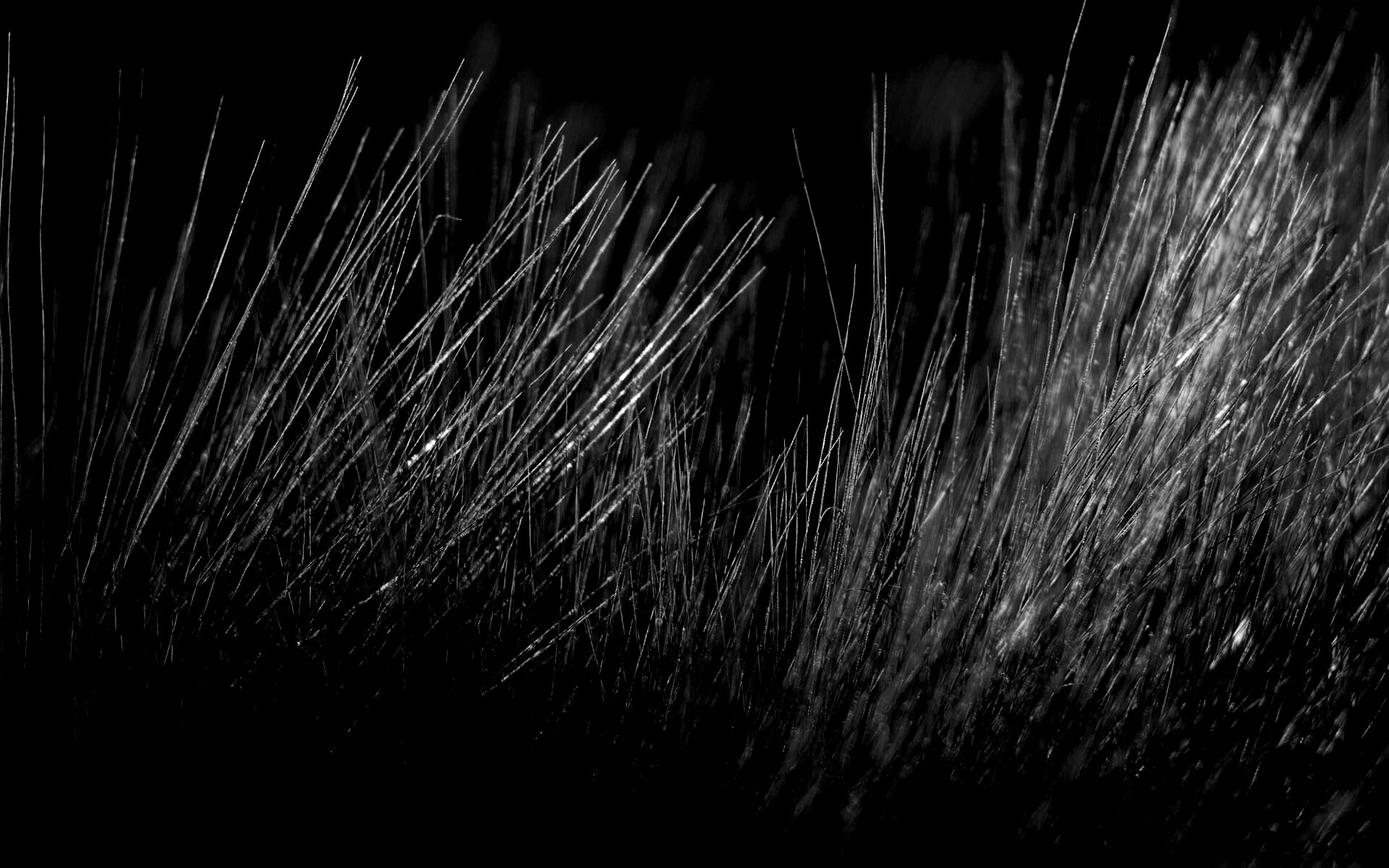 Мягкая травка обои