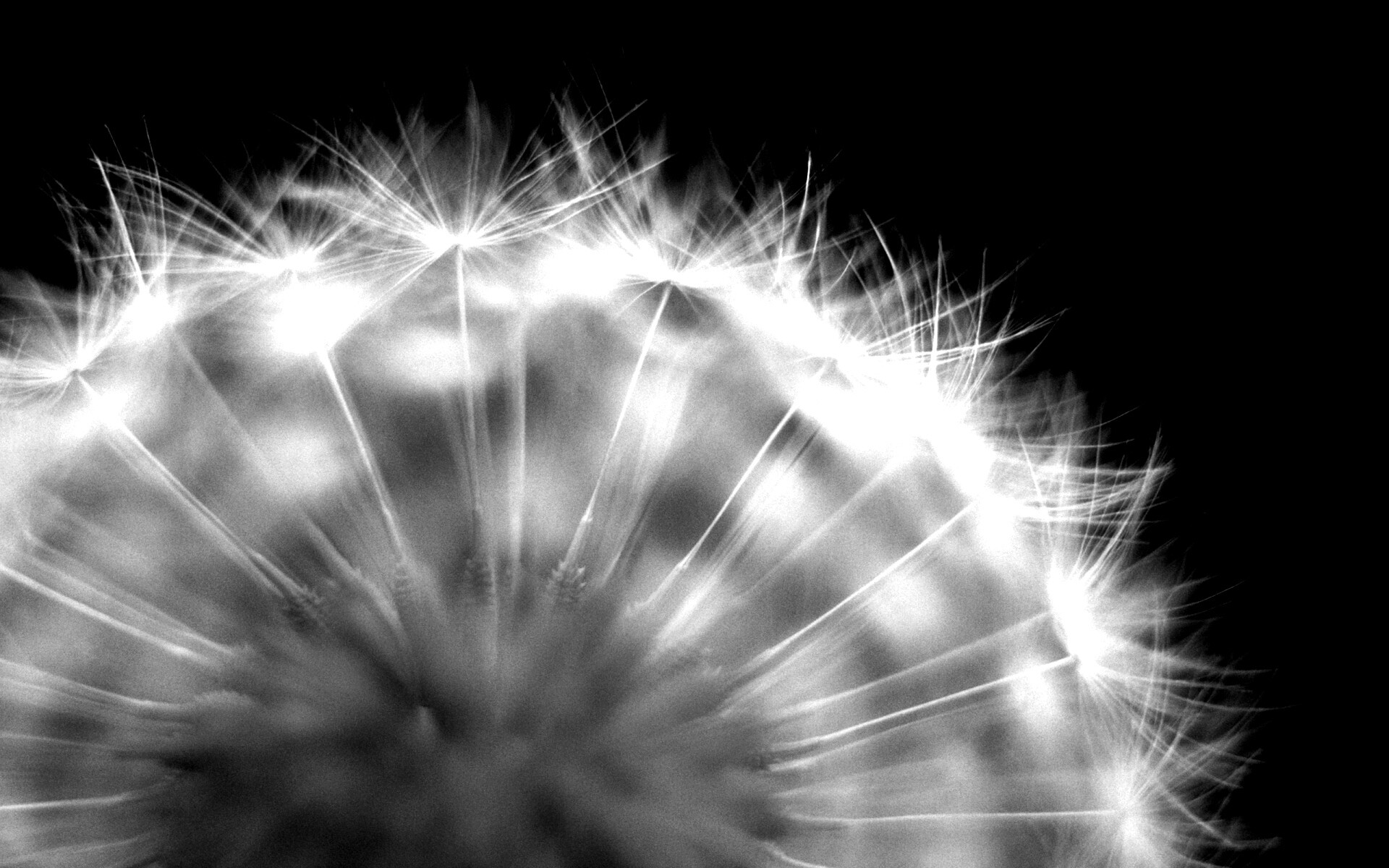 Макро фото одуванчика обои