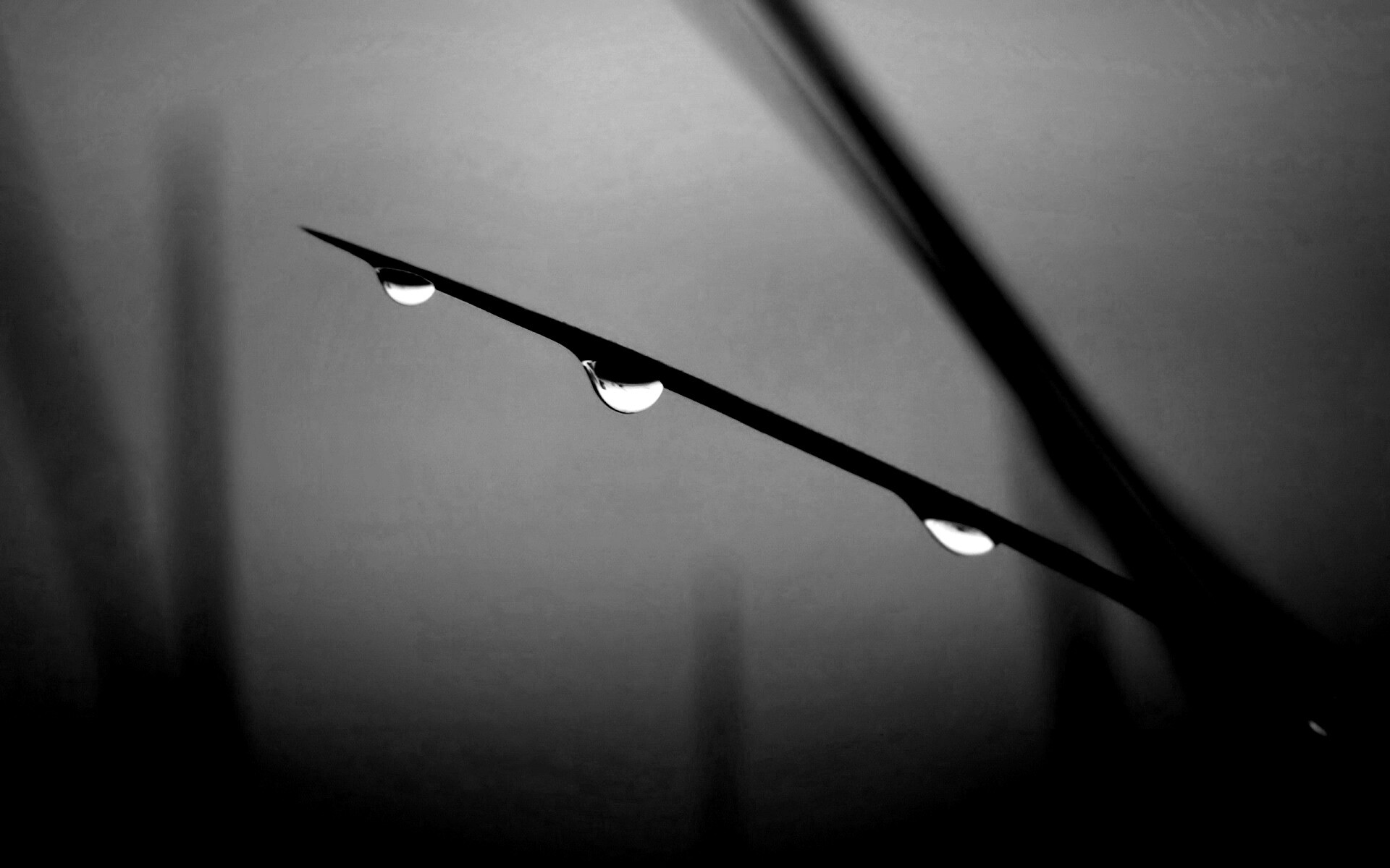 Трава после дождя обои