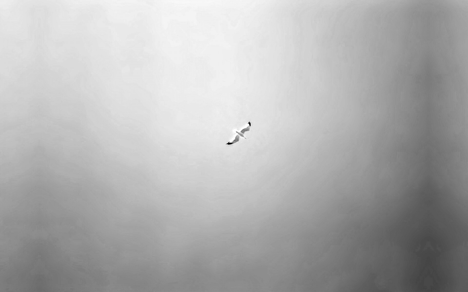 Полет  обои