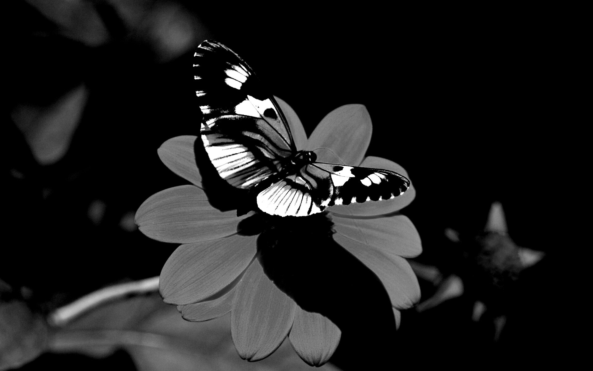 Бабочка на цветке обои