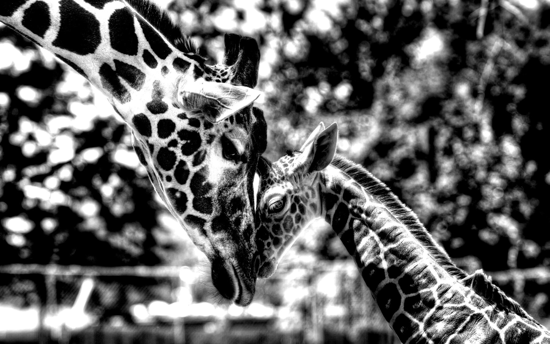 Жирафа и жирафёнок обои