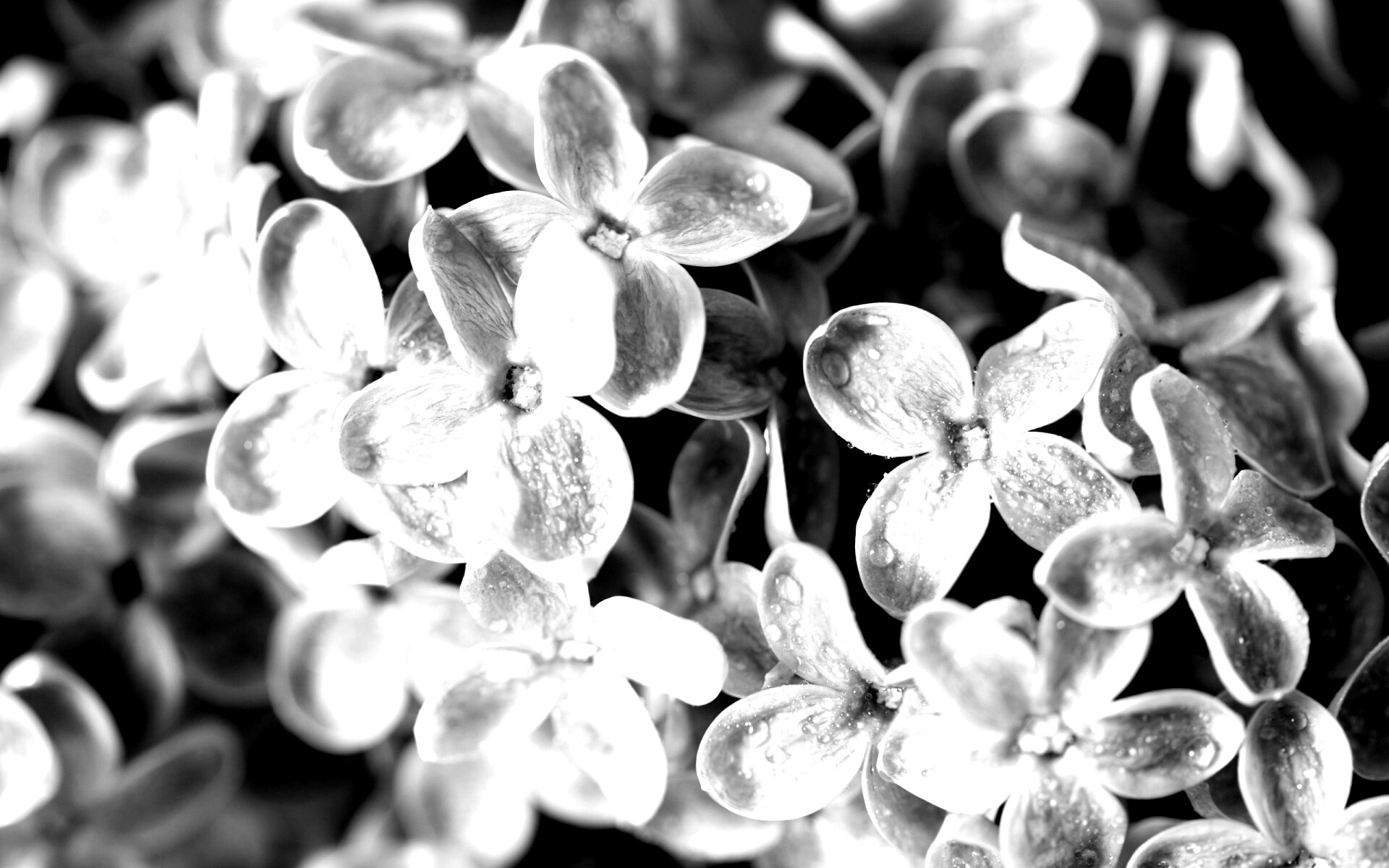 Цветы сирени обои