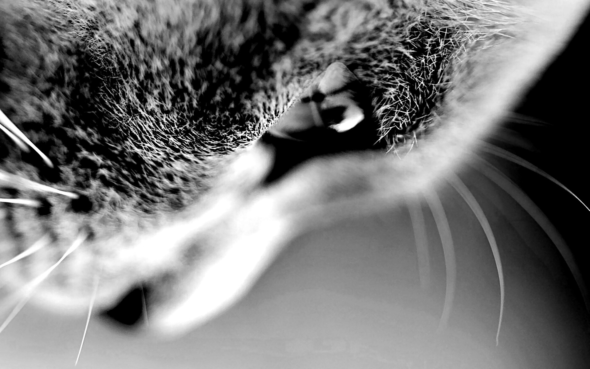 Макро фото мордашки кота обои