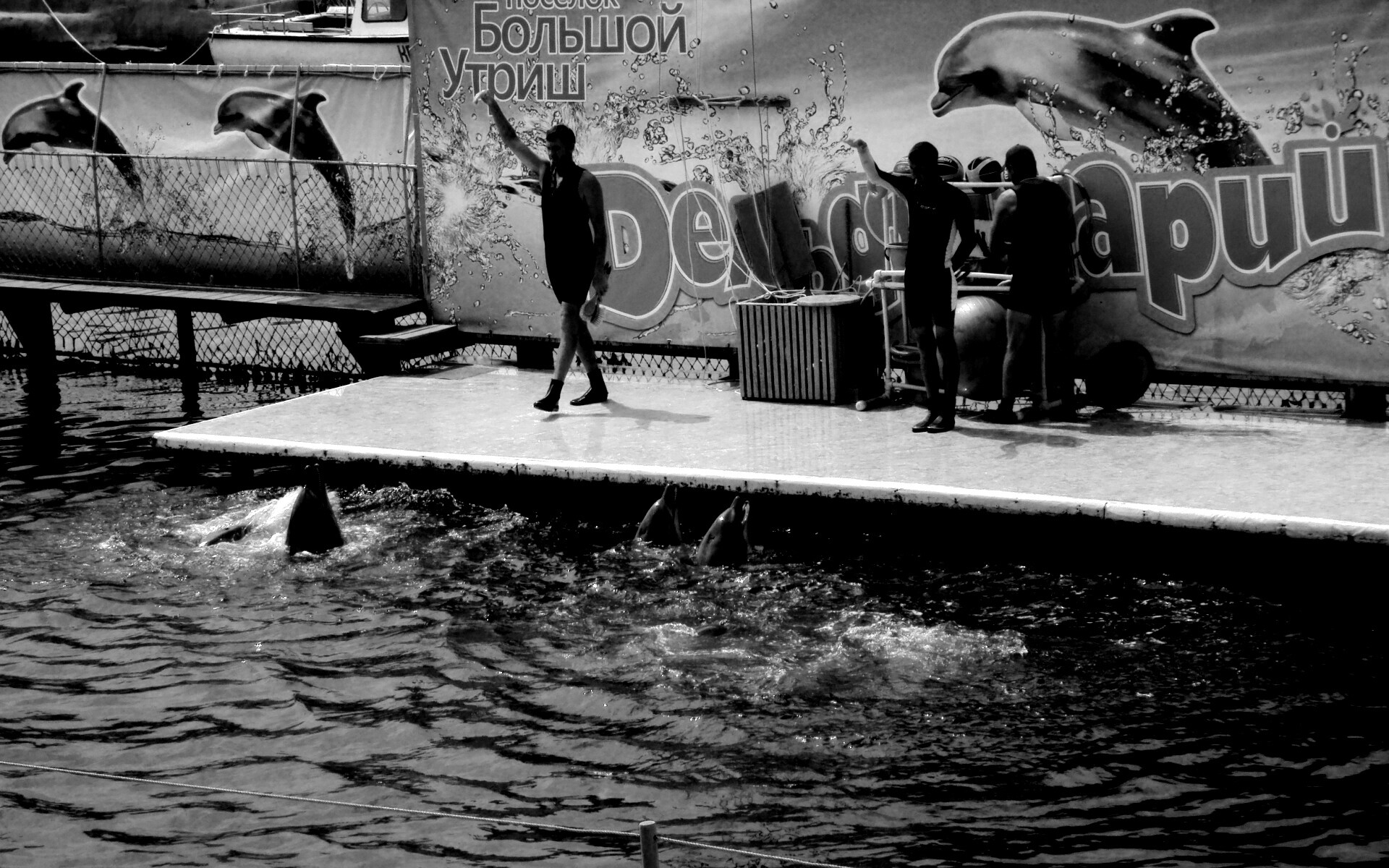 Утро в дельфинарии обои