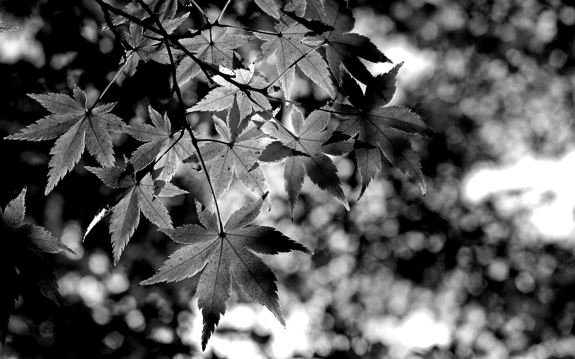 Осенние листья обои