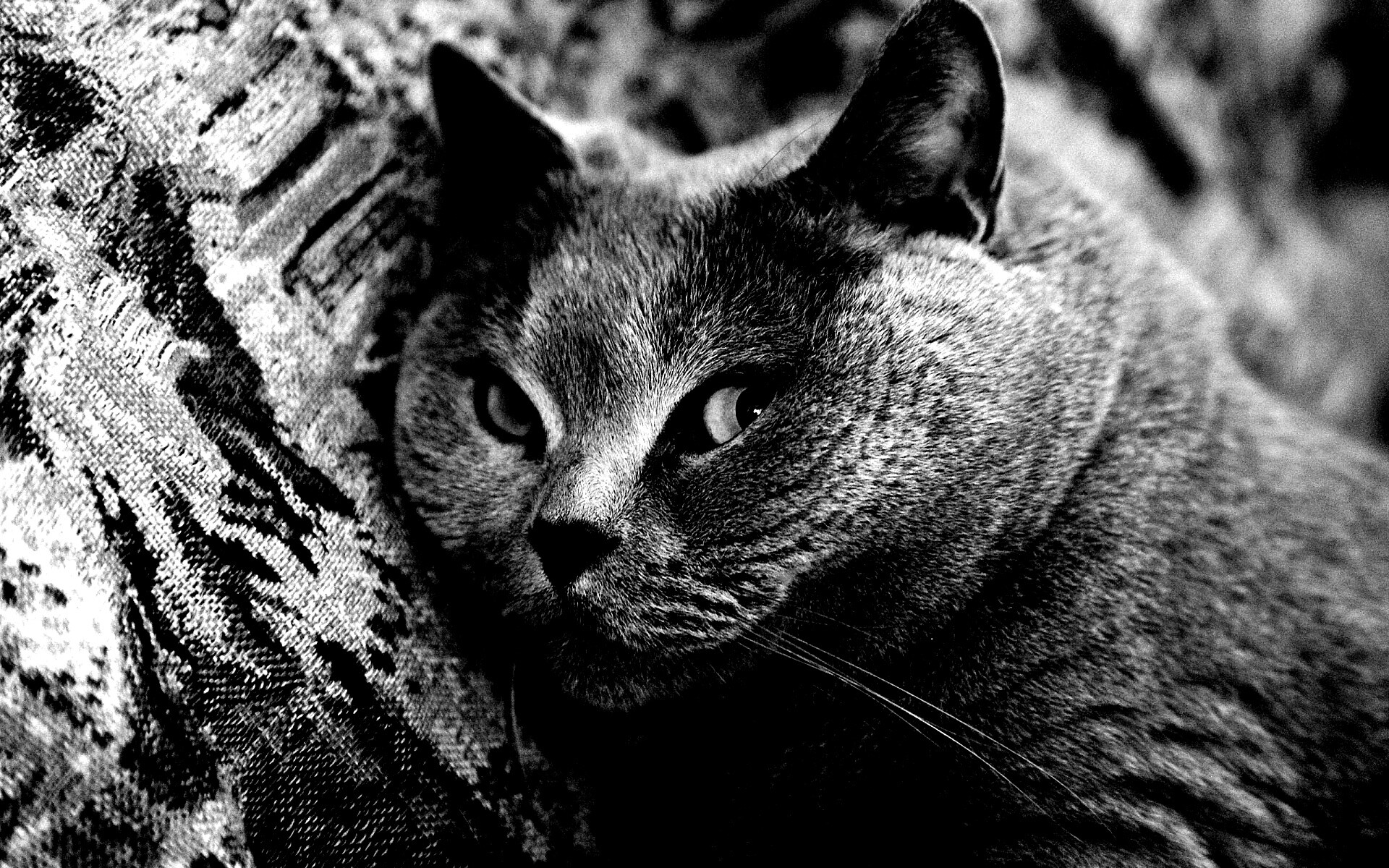 Щекастый британский котик обои