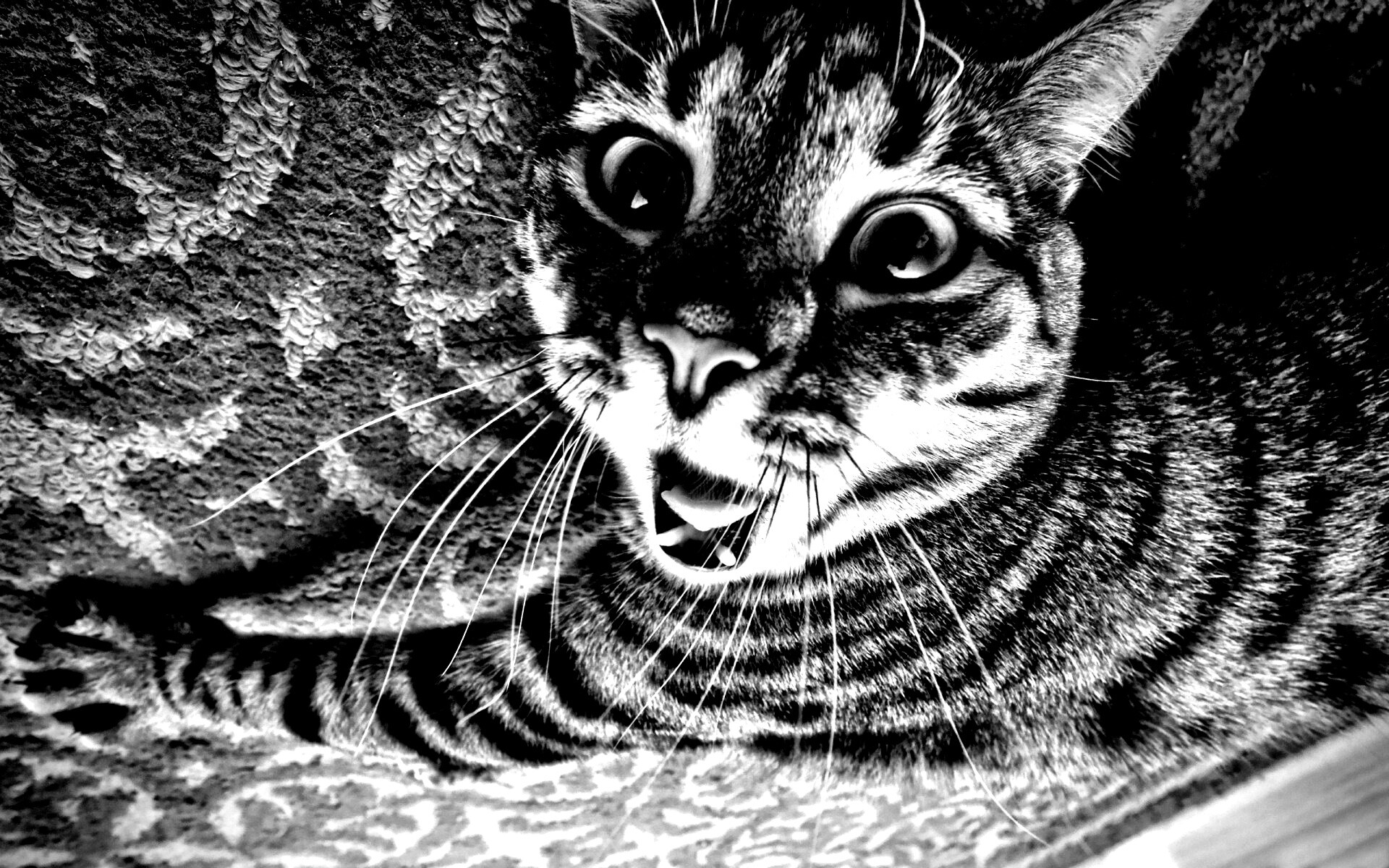 Спалившийся на ковре кошак обои