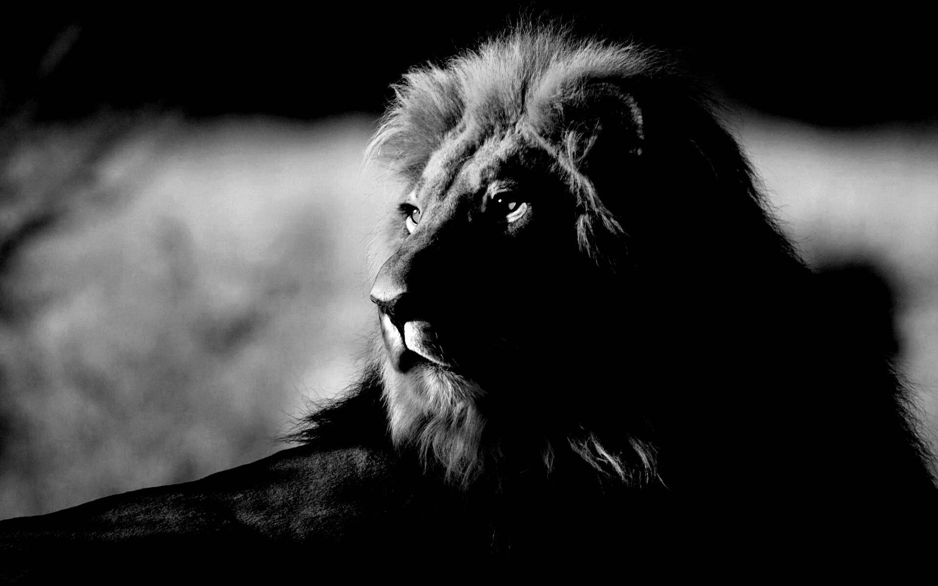 Царь зверей обои