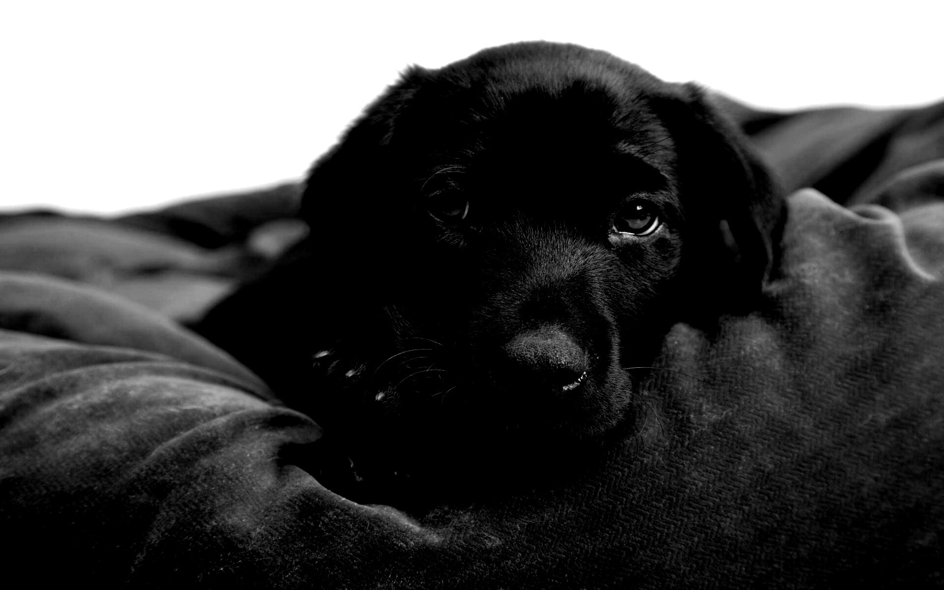 Сонный щенок немецкого поинтера обои