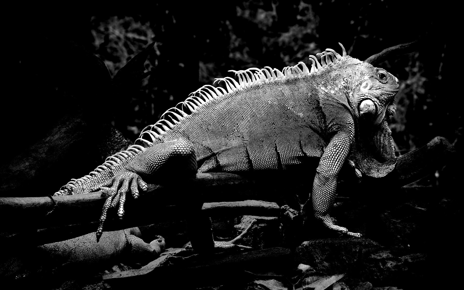 Большая игуана обои
