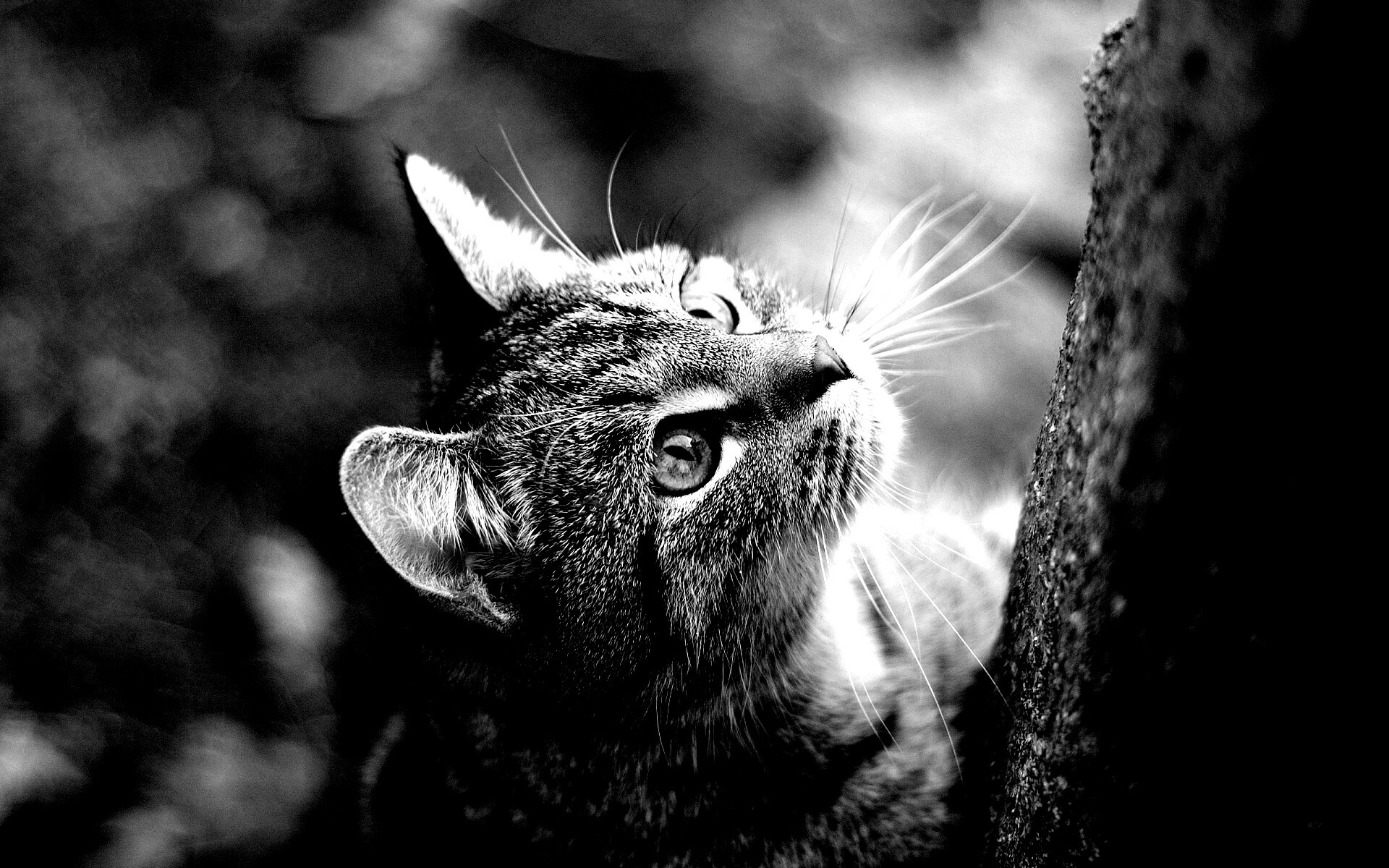 Кошак на дереве обои