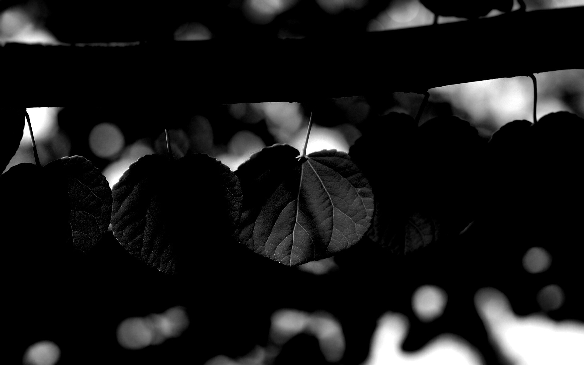 Ветка с зелеными листочками обои