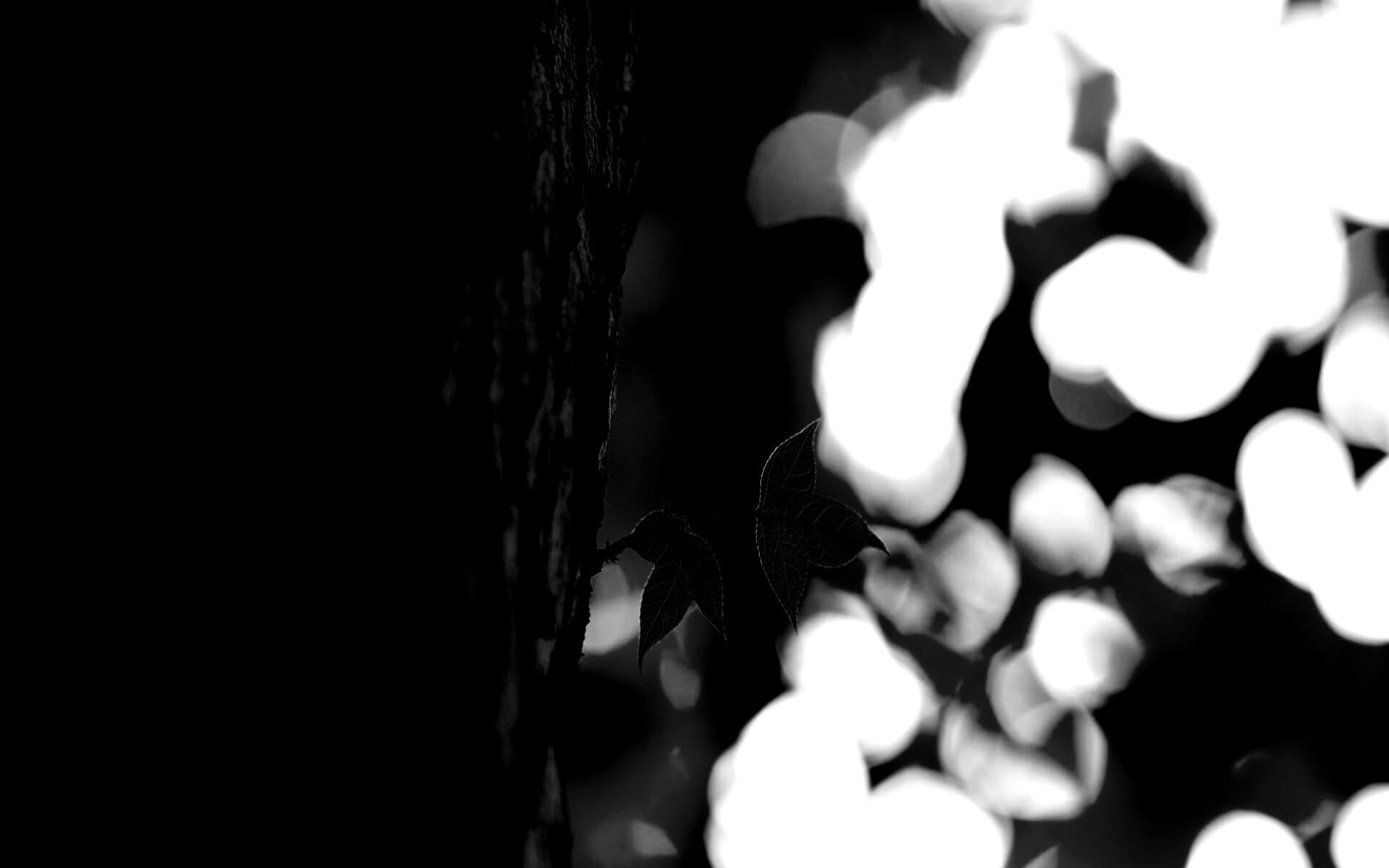 Листок на стволе дерева обои