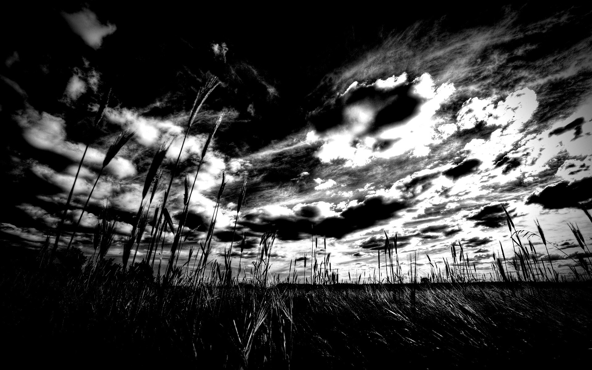 HDR Поле обои