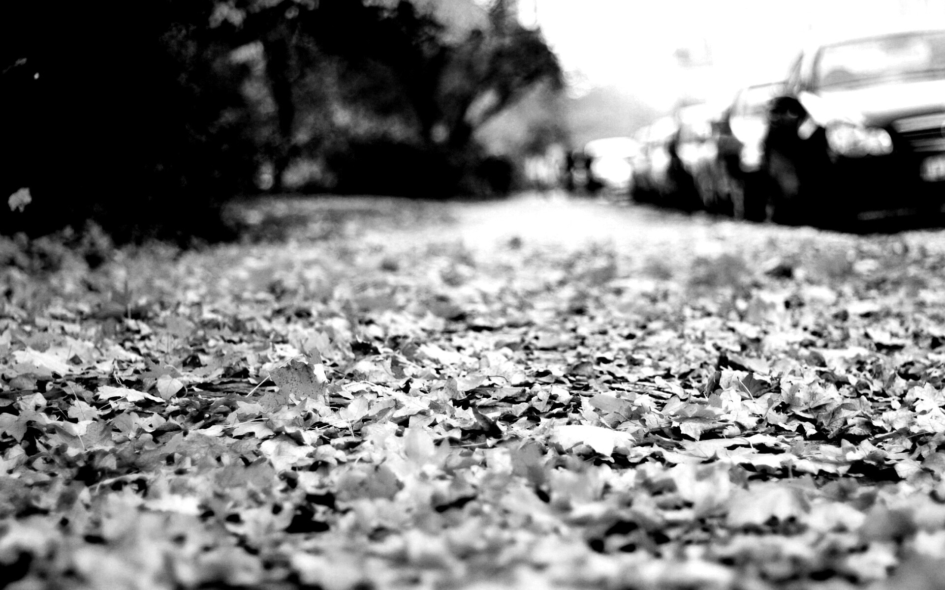 Осенние листья обои