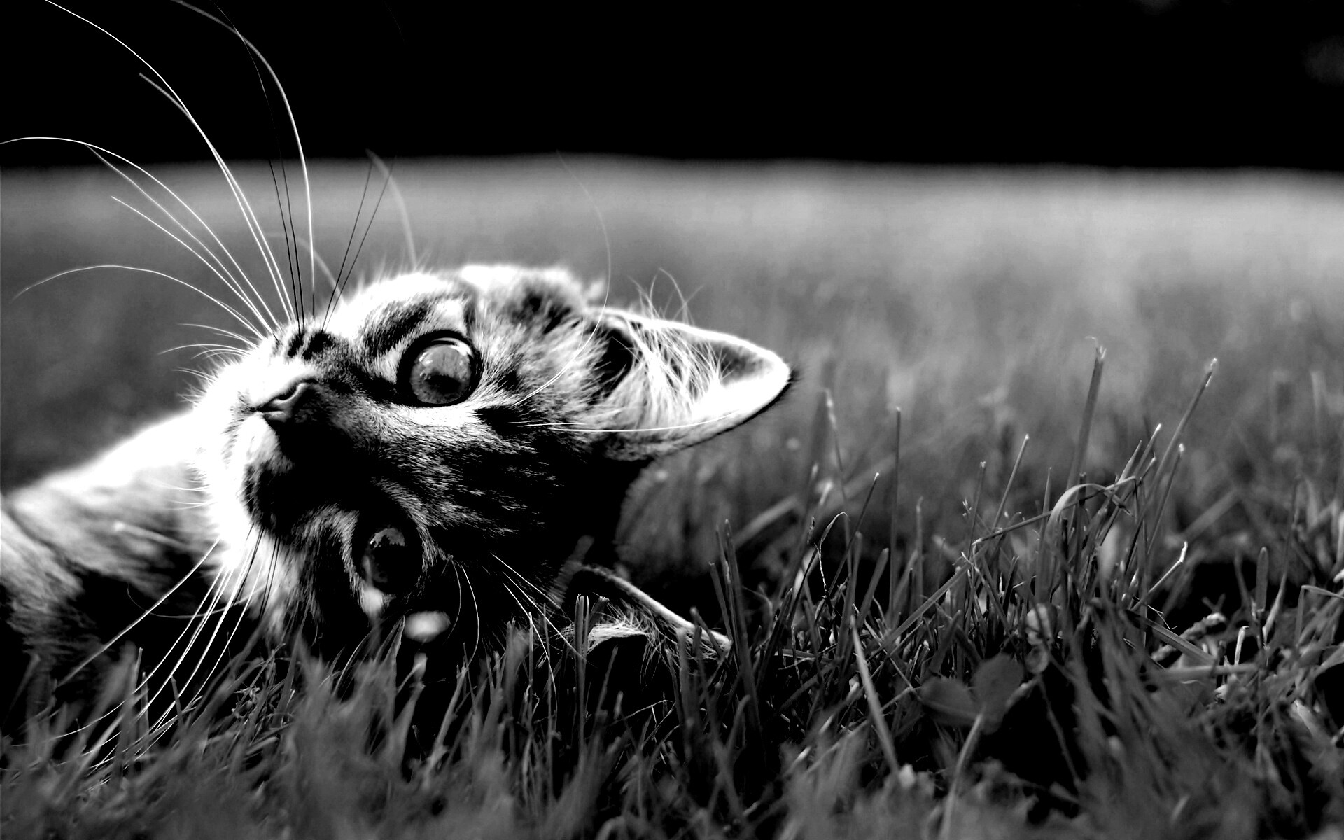 Европейская гладкошерстная обои