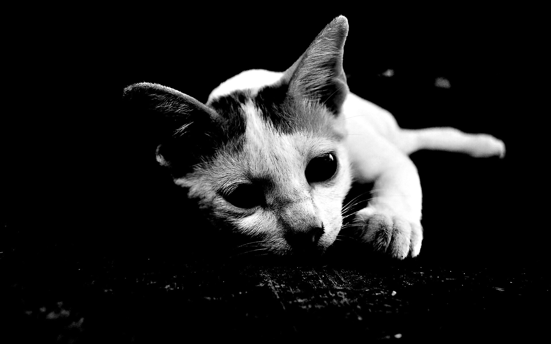 Белый кот на черном полу обои