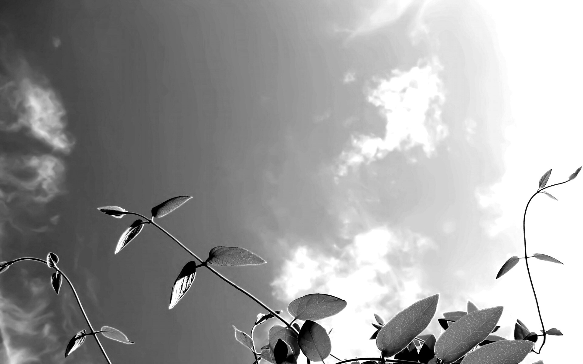 Зеленые ветви на фоне голубого неба обои