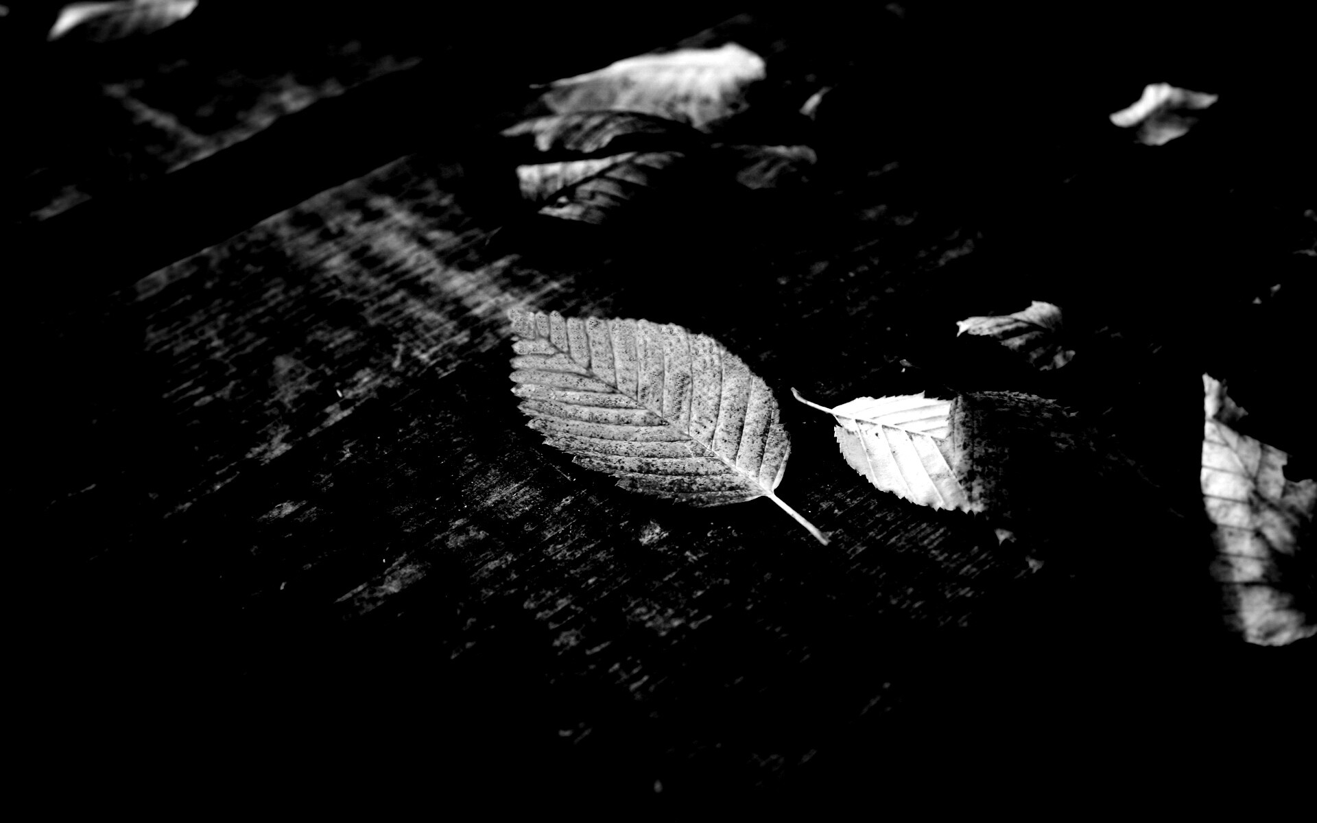 Опавшая листва обои