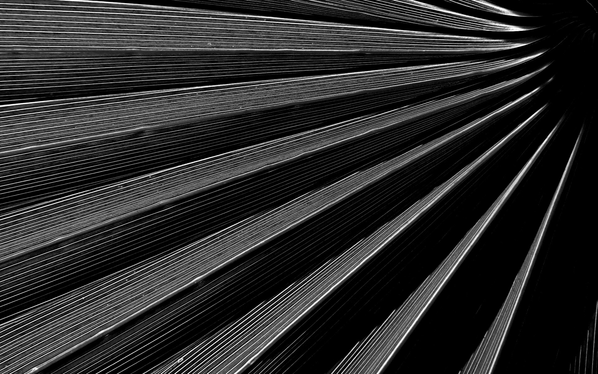 Зеленый пальмовый лист обои